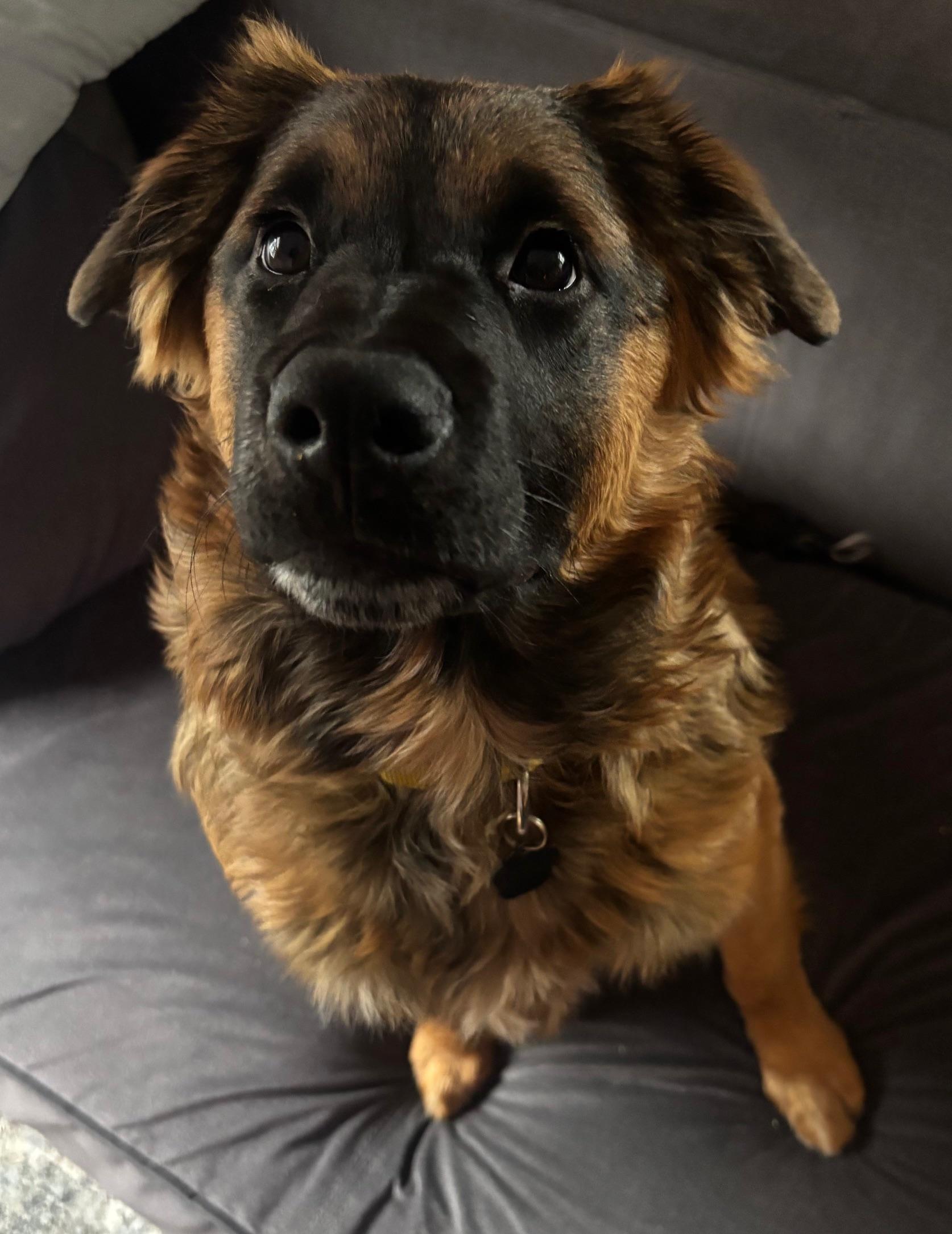 Enlarge Zia, a Adoptable mixed breed in Portland, OR image 4/6