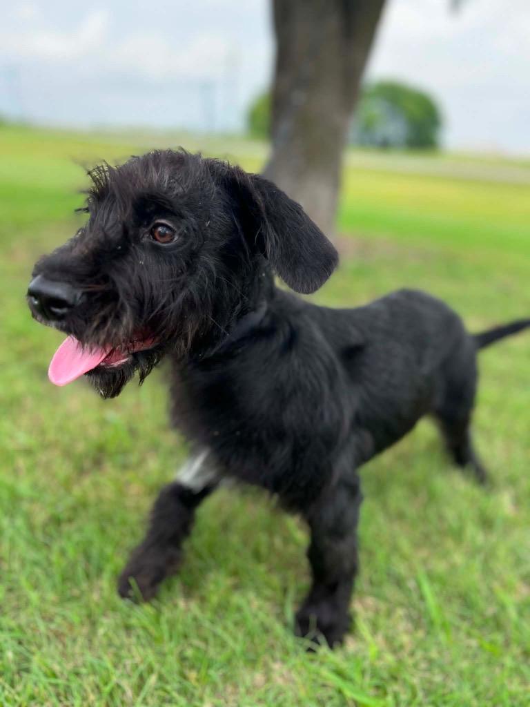 Buster (Tails), Adopted, Puppy Male Poodle & Labrador Retriever.