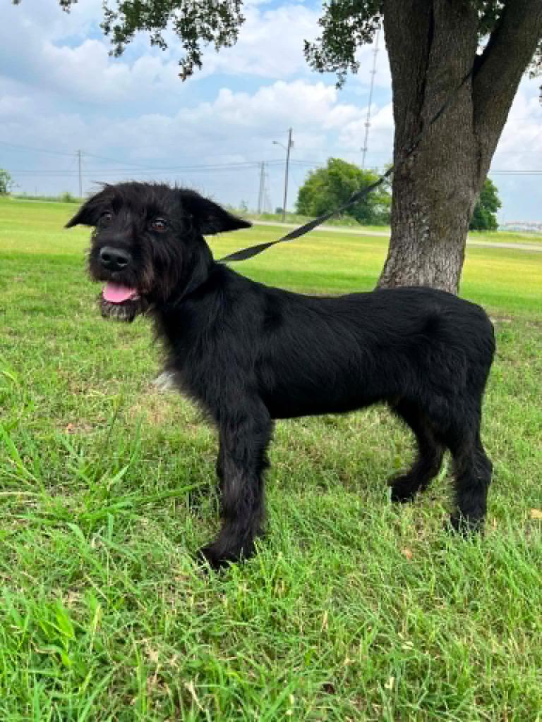 Buster (Tails), a Adopted mixed breed in Arlington, TX image 2/3