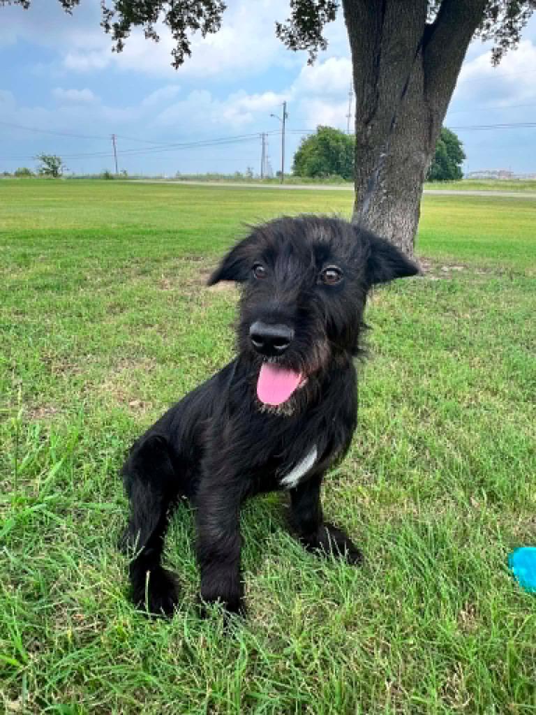 Buster (Tails), a Adopted mixed breed in Arlington, TX image 3/3