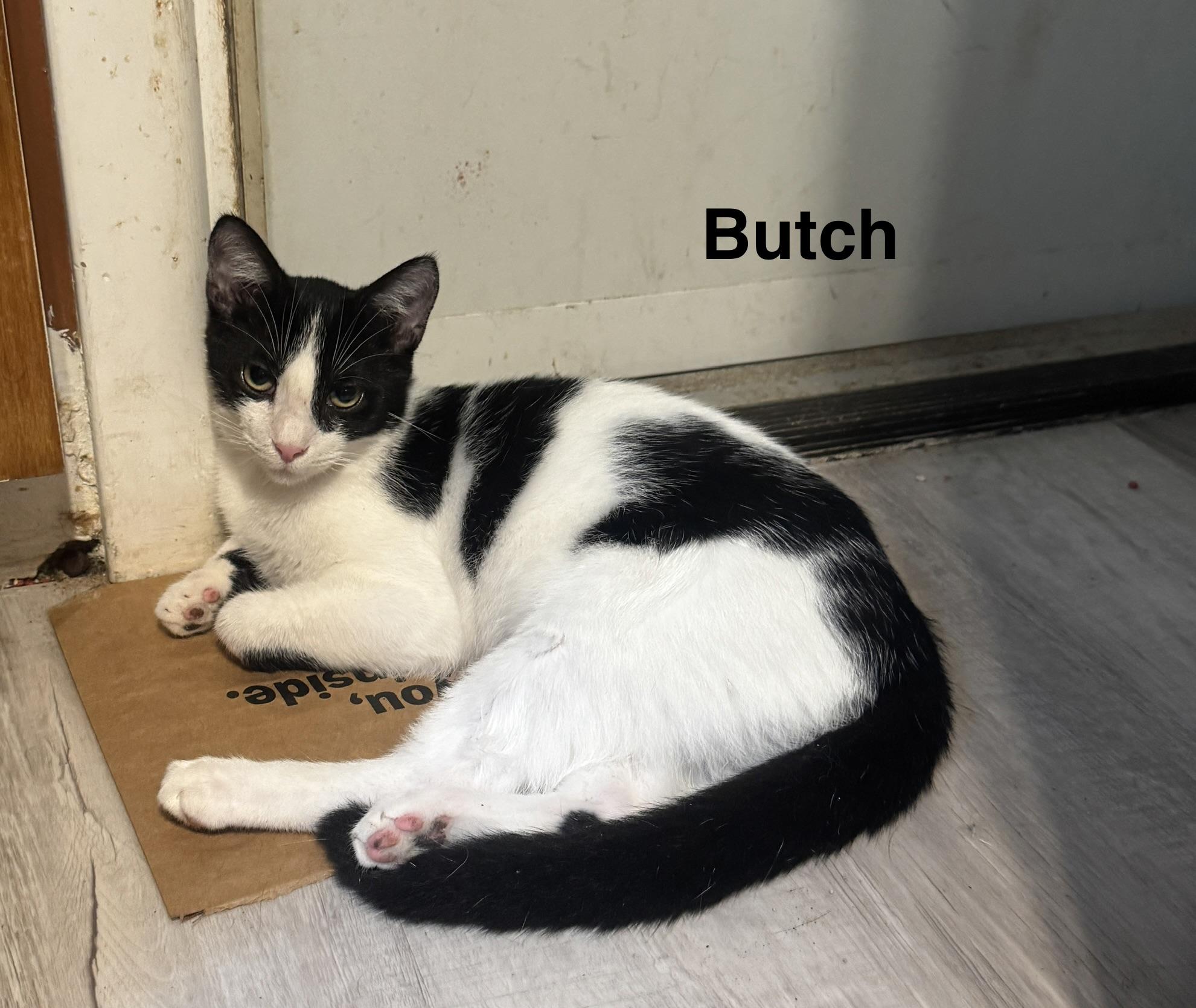 Enlarge Butch Cassidy, a Adoptable American Shorthair in Massillon, OH image 2/2