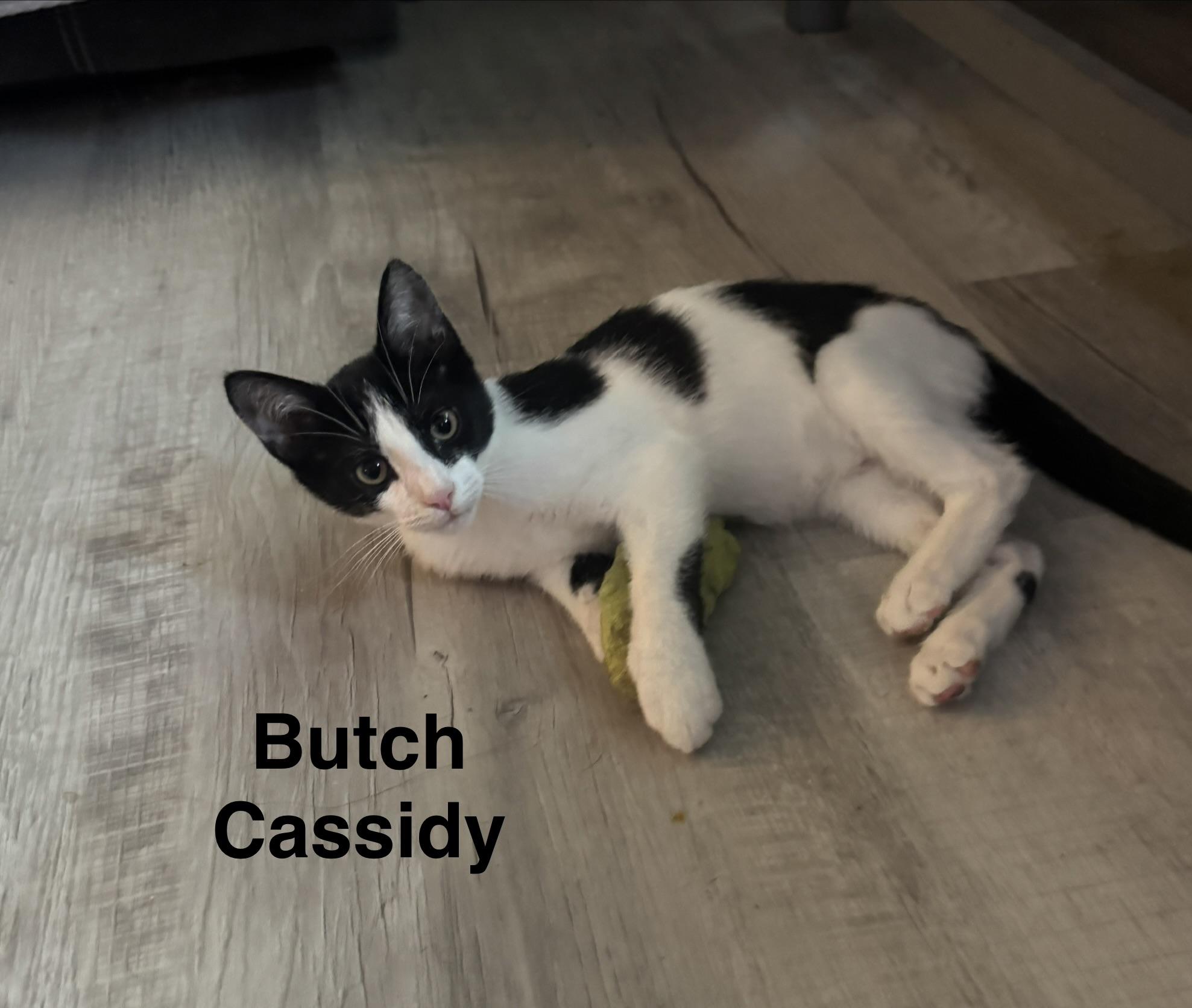 Butch Cassidy, Adoptable, Kitten Male American Shorthair.