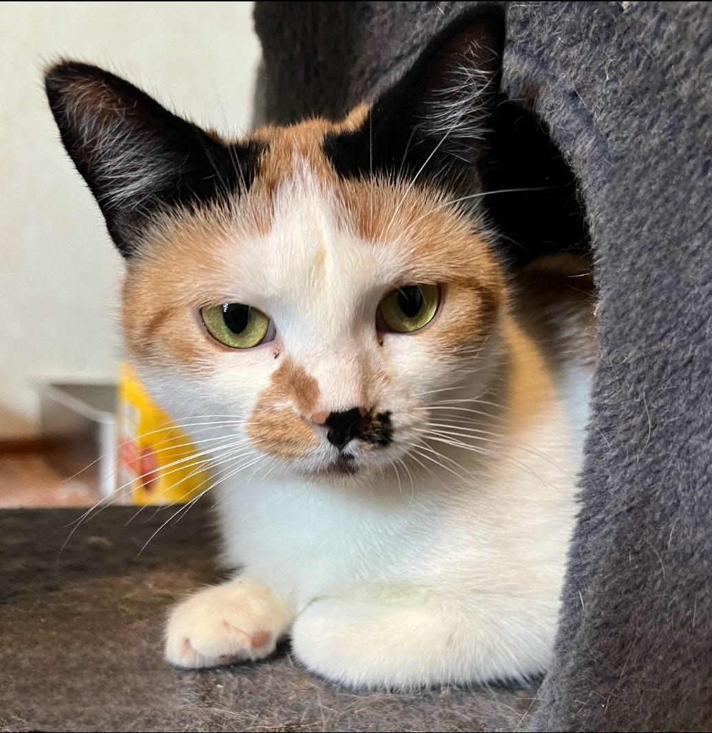 Jewel, Adopted, Adult Female Calico.