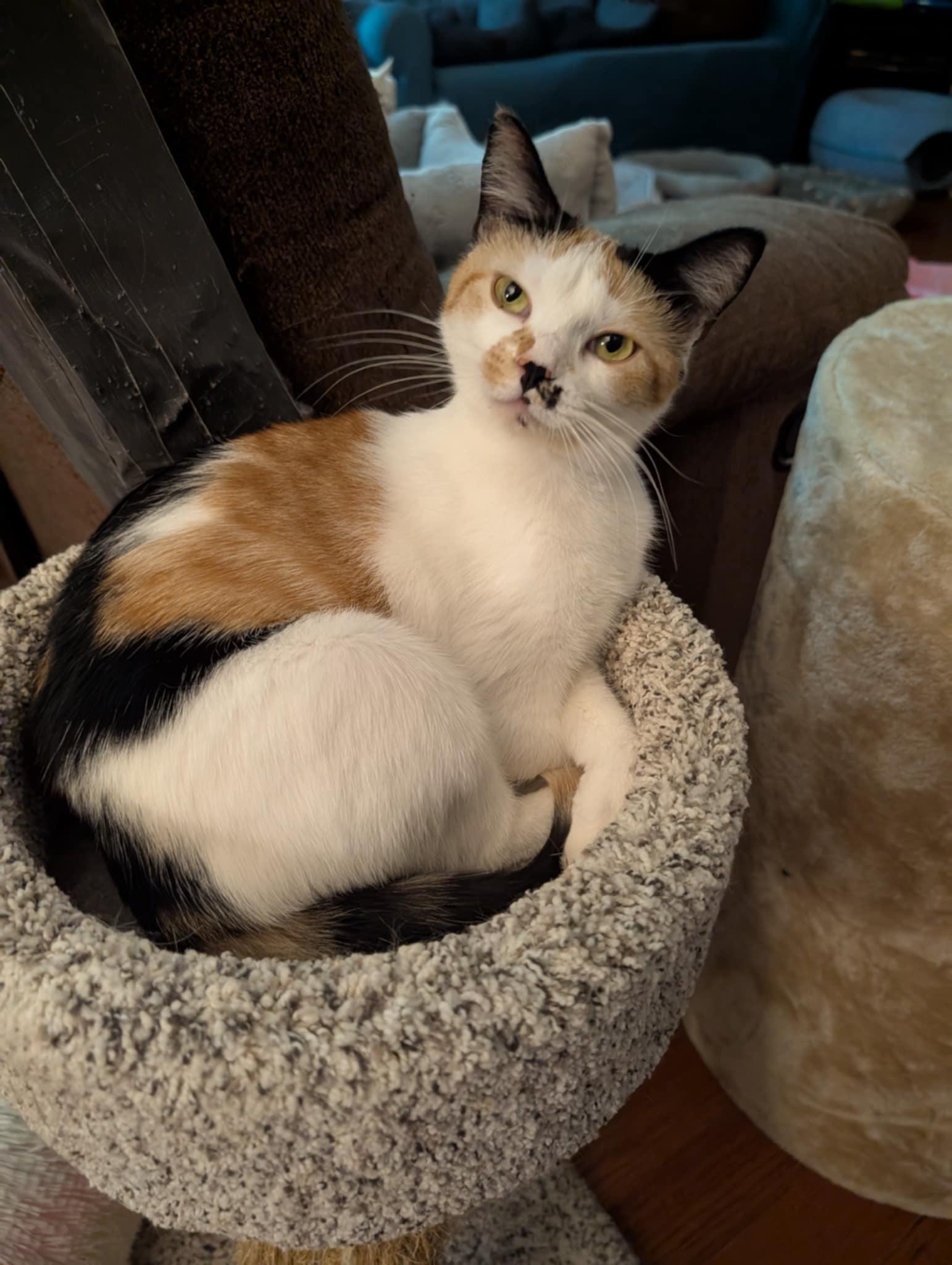 Enlarge Jewel, a Adopted Calico in Granite Falls, NC image 2/5