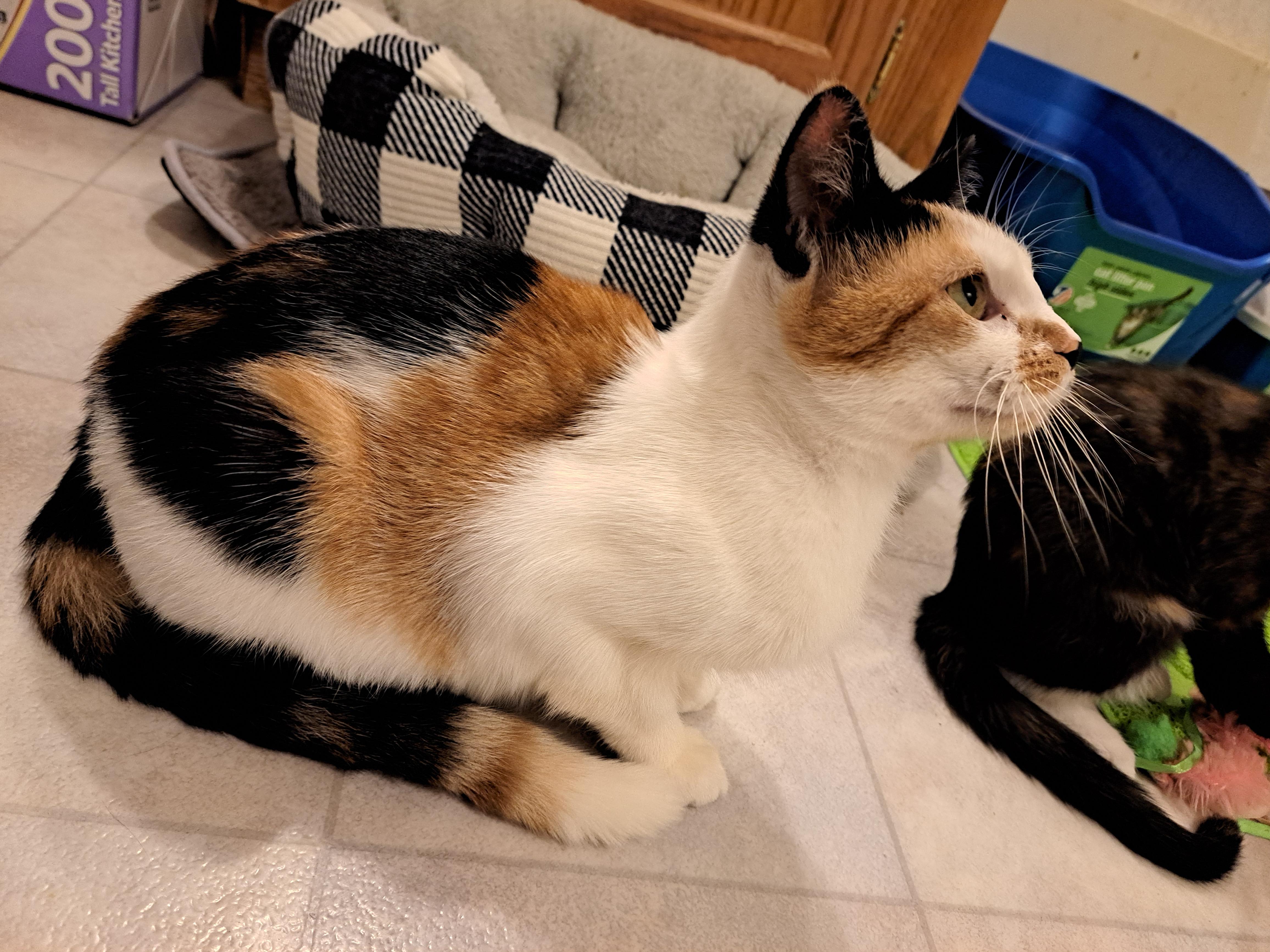 Enlarge Jewel, a Adopted Calico in Granite Falls, NC image 3/5