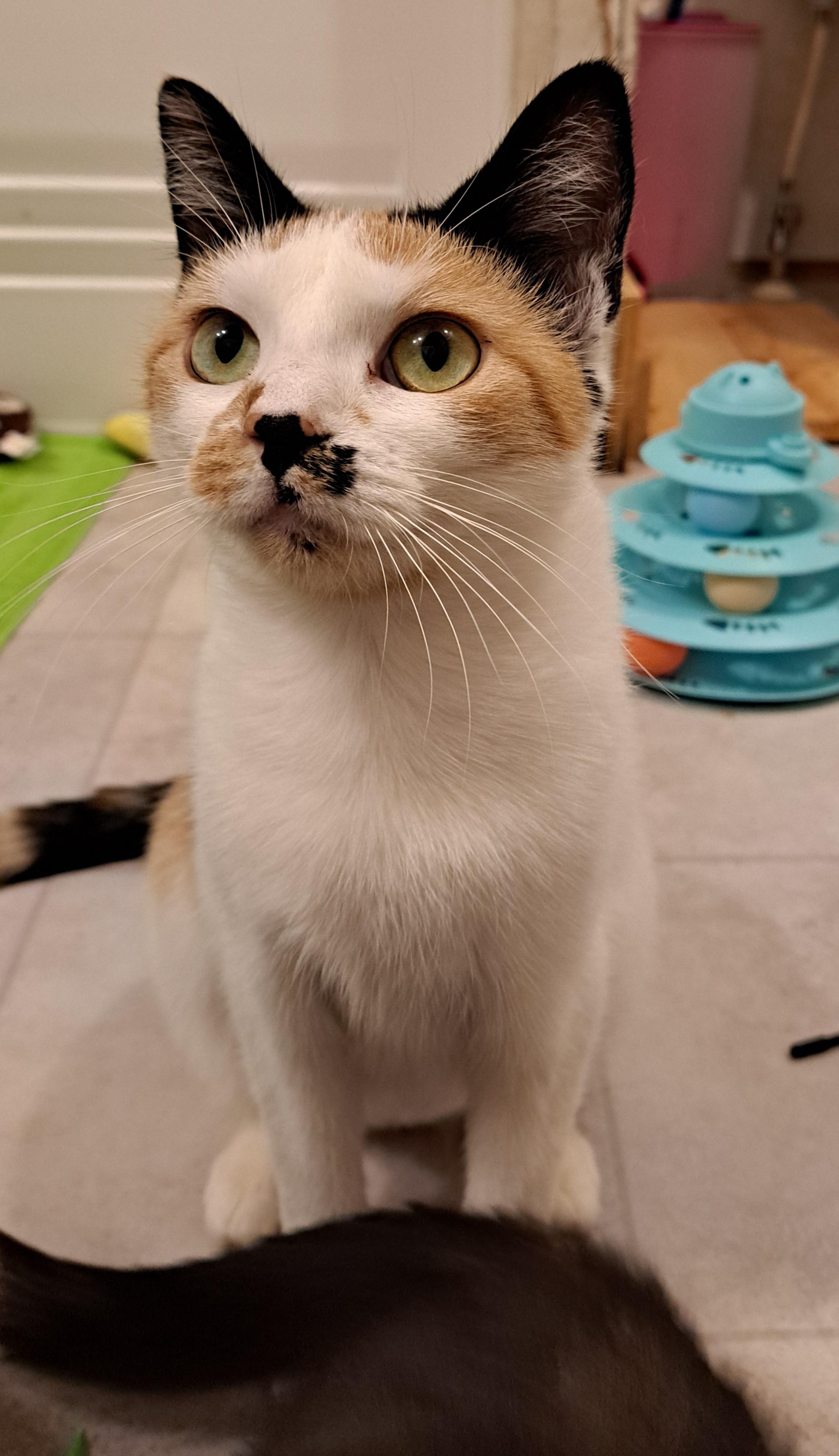 Enlarge Jewel, a Adopted Calico in Granite Falls, NC image 5/5