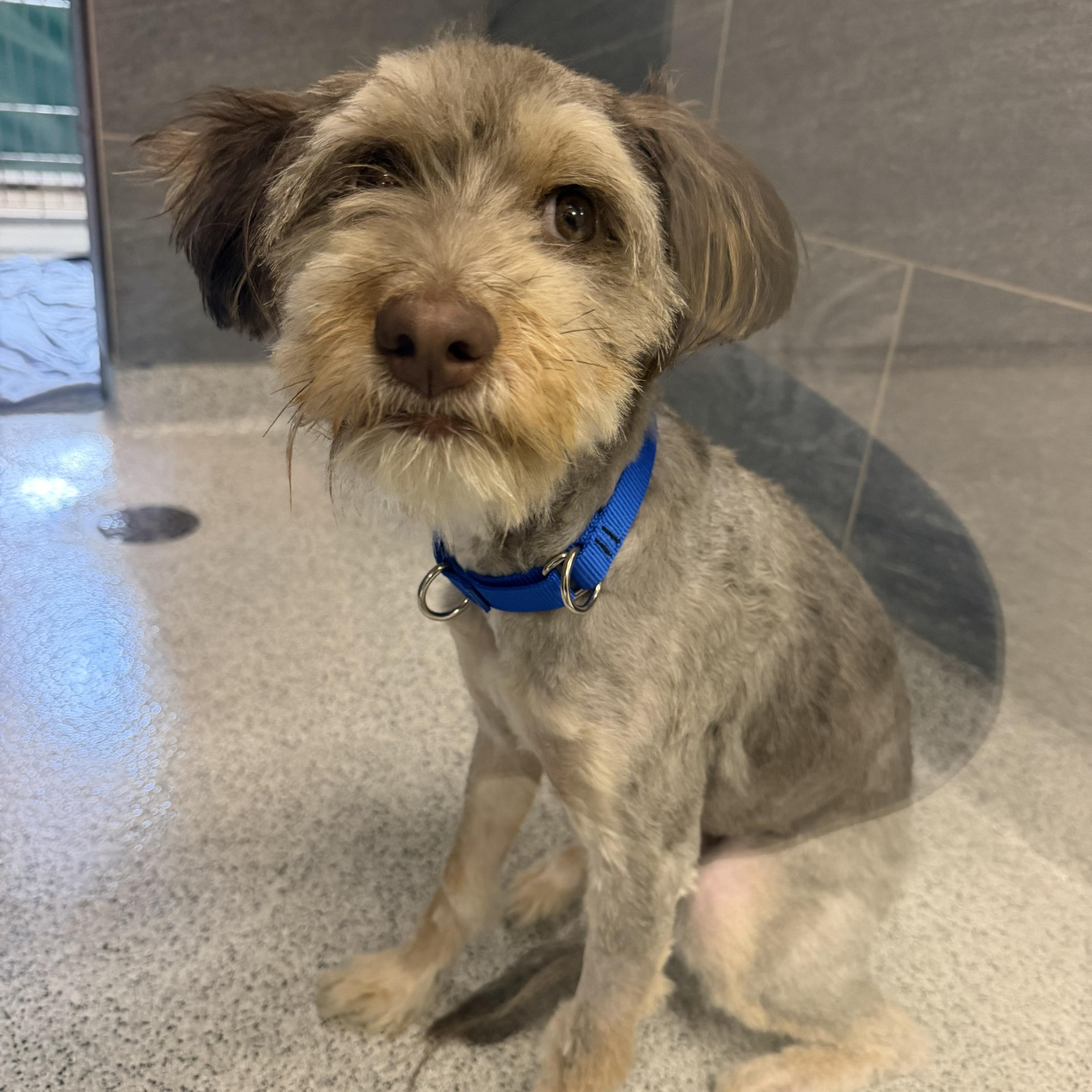 Clara, Adopted, Young Female Mixed Breed.