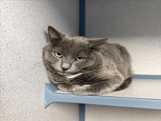 CHESTNUT, Adoptable, Young Male Domestic Short Hair.