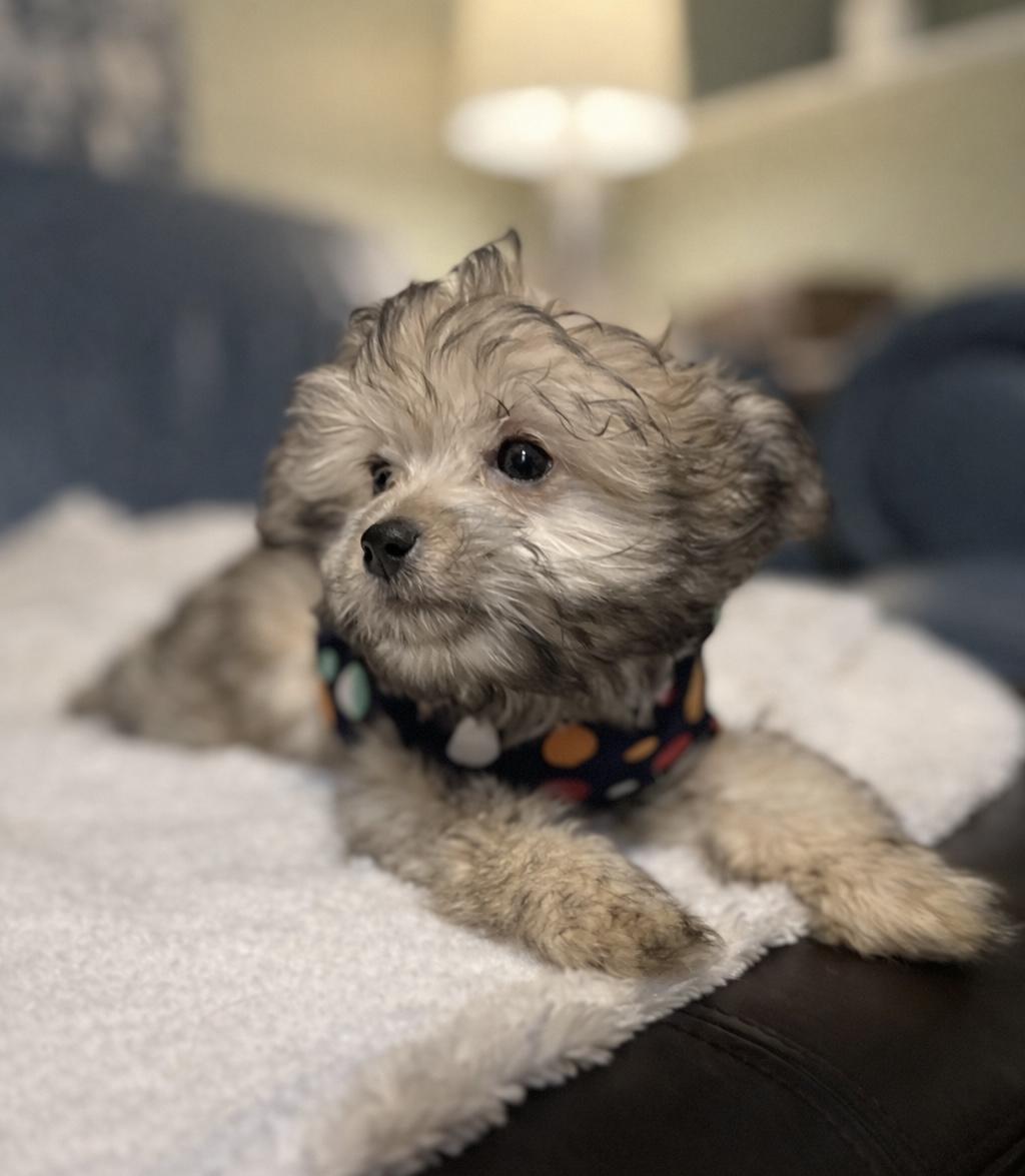 Enlarge Arnie, an adopted mixed breed in Willington, CT image 2/4