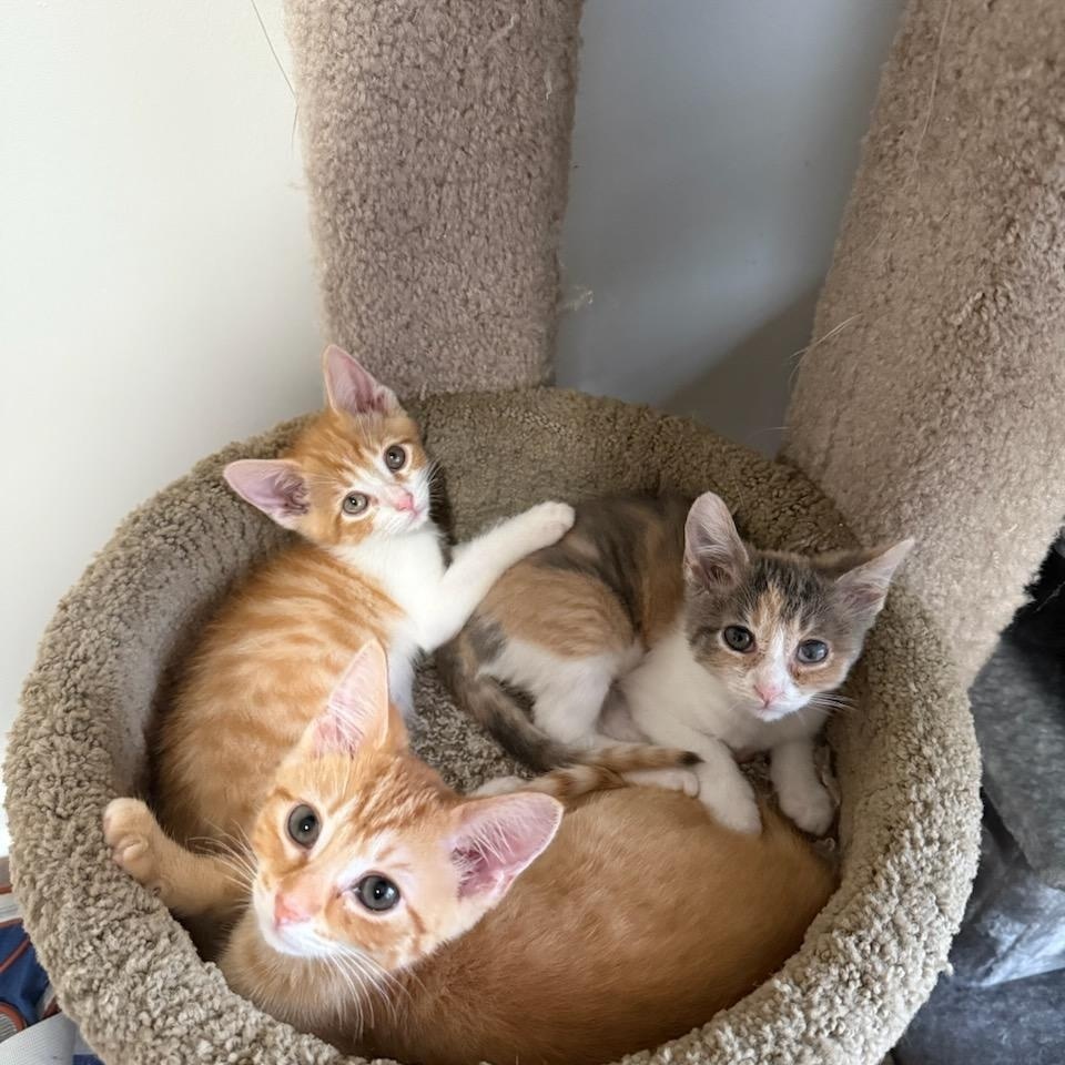 Enlarge Pete (orange tabby), an adopted Domestic Short Hair in Nashville, TN image 3/3