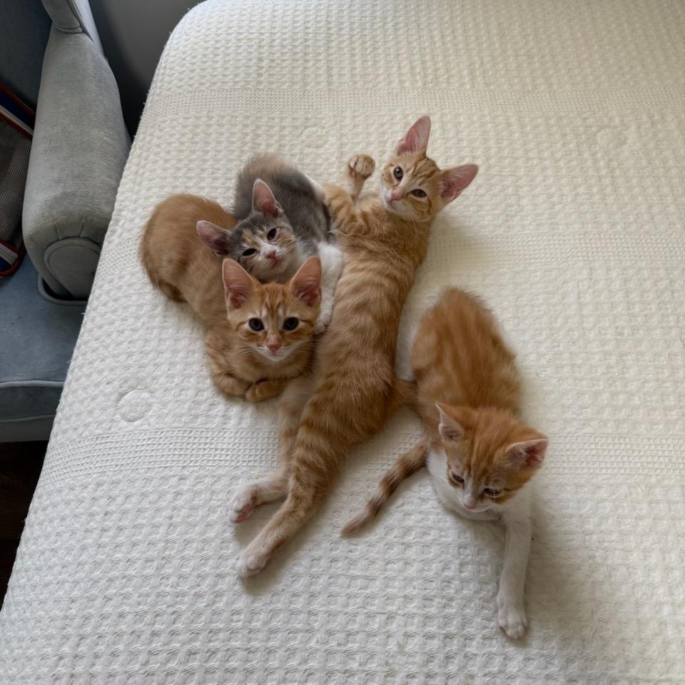 Enlarge Pete (orange tabby), an adopted Domestic Short Hair in Nashville, TN image 2/3