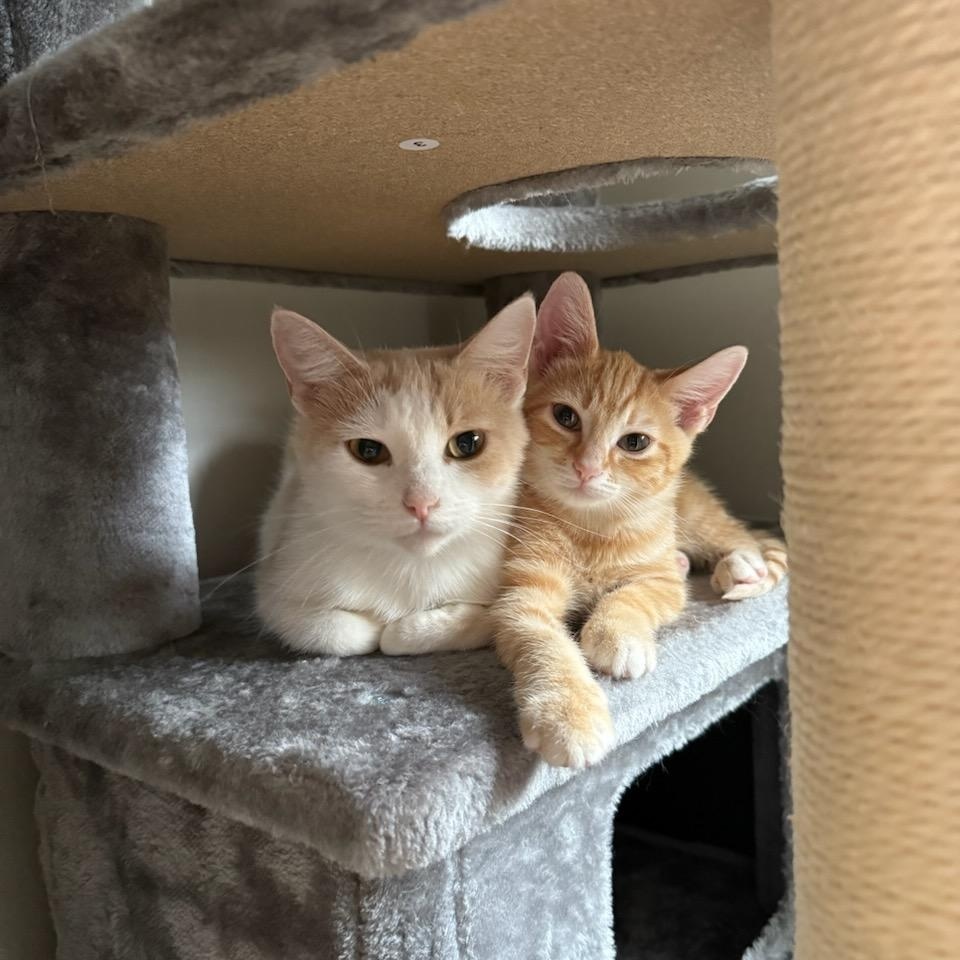 Pete (orange tabby), adopted, Young Male Domestic Short Hair.