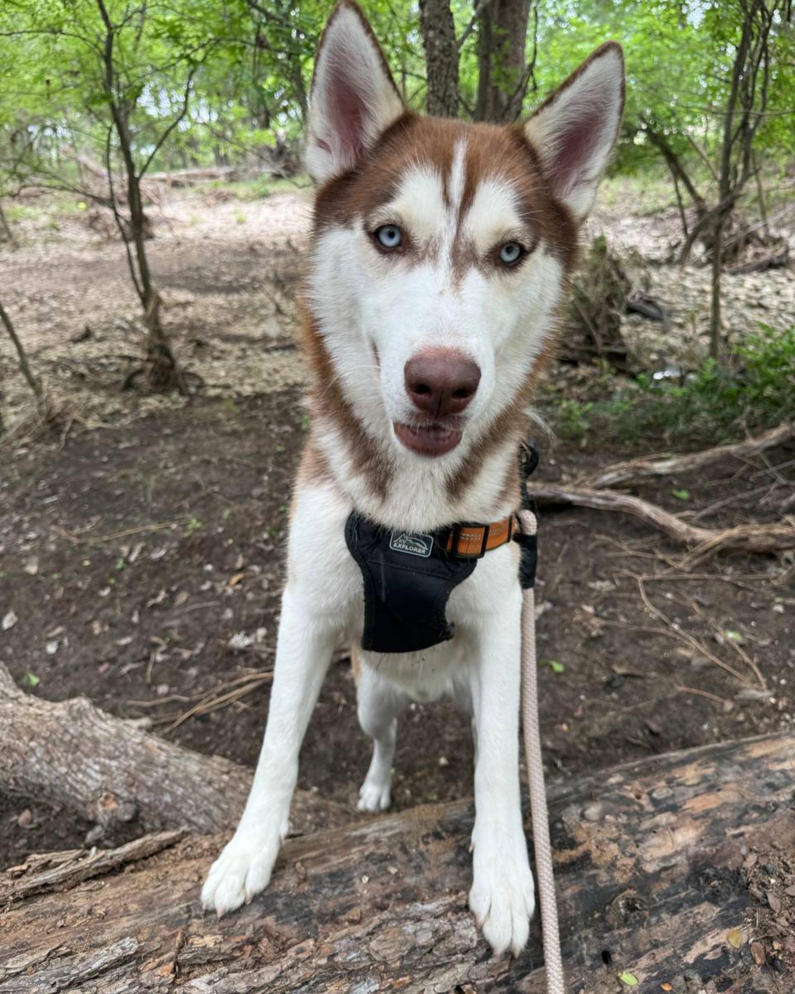 Enlarge Echo *Foster Needed*, a Adoptable Siberian Husky in Carrollton, TX image 1/3