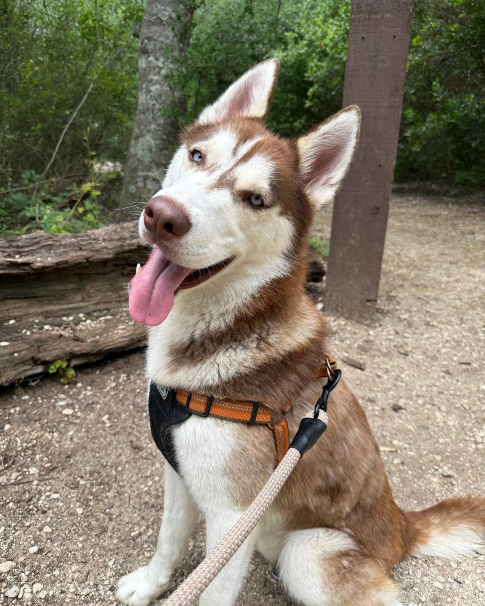 Enlarge Echo *Foster Needed*, a Adoptable Siberian Husky in Carrollton, TX image 2/3