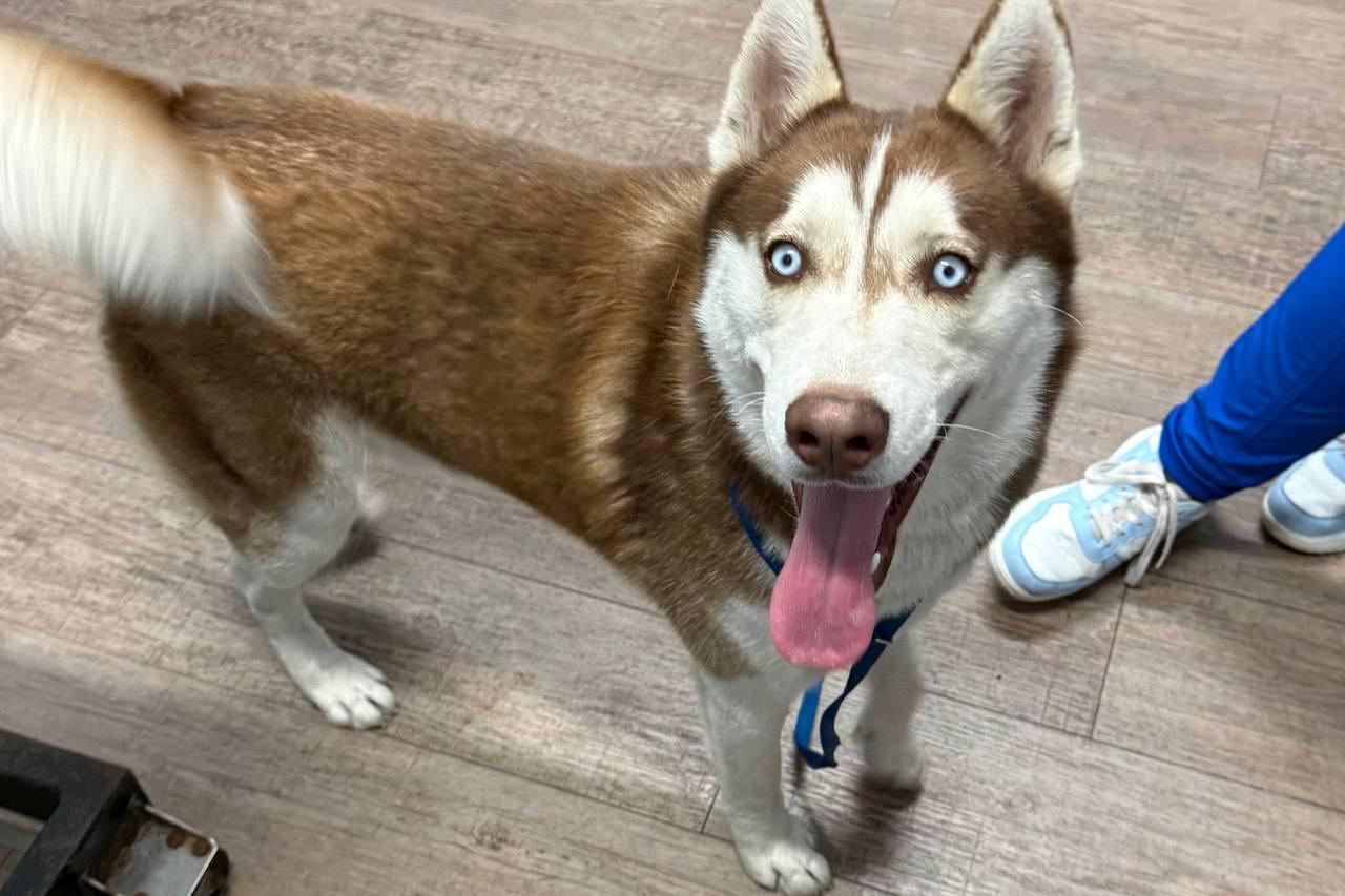 Echo, Adoptable, Young Male Siberian Husky.