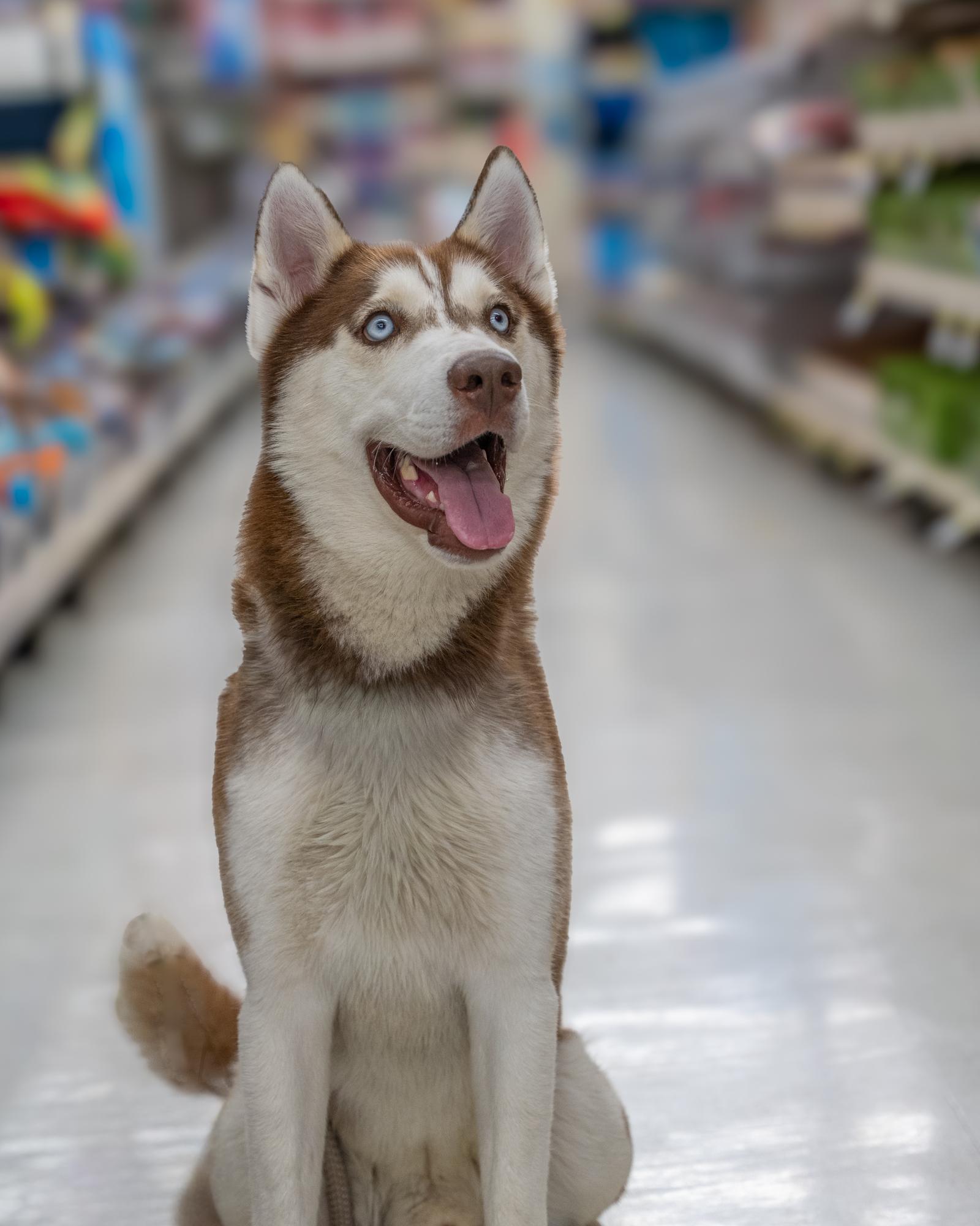 Enlarge Echo *Foster Needed*, a Adoptable Siberian Husky in Carrollton, TX image 3/3