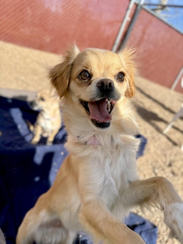 Enlarge Emerald, a Adoptable mixed breed in Littleton, CO image 1/6