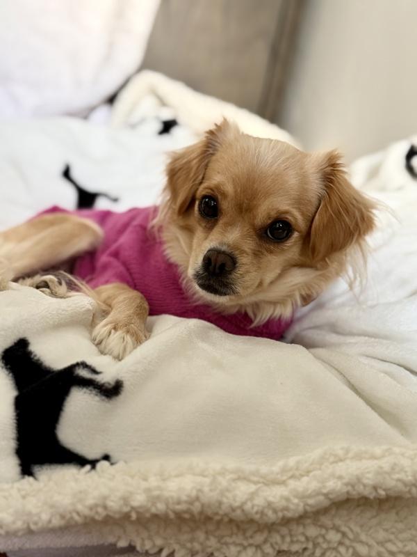 Enlarge Emerald, a Adoptable mixed breed in Littleton, CO image 2/6