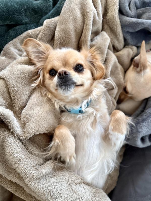 Enlarge Emerald, a Adoptable mixed breed in Littleton, CO image 5/6