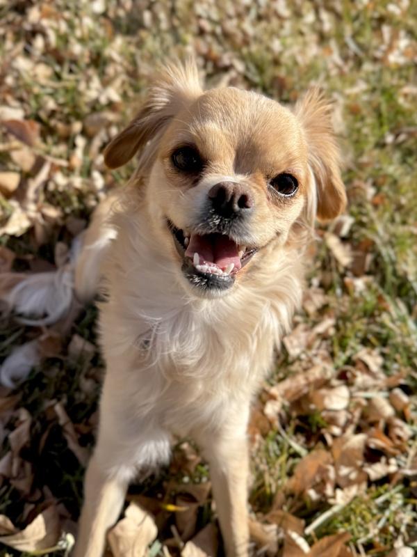 Enlarge Emerald, a Adoptable mixed breed in Littleton, CO image 6/6