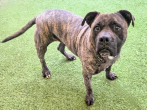 ETHEL, Adoptable, Adult Female Pit Bull Terrier & Mixed Breed.