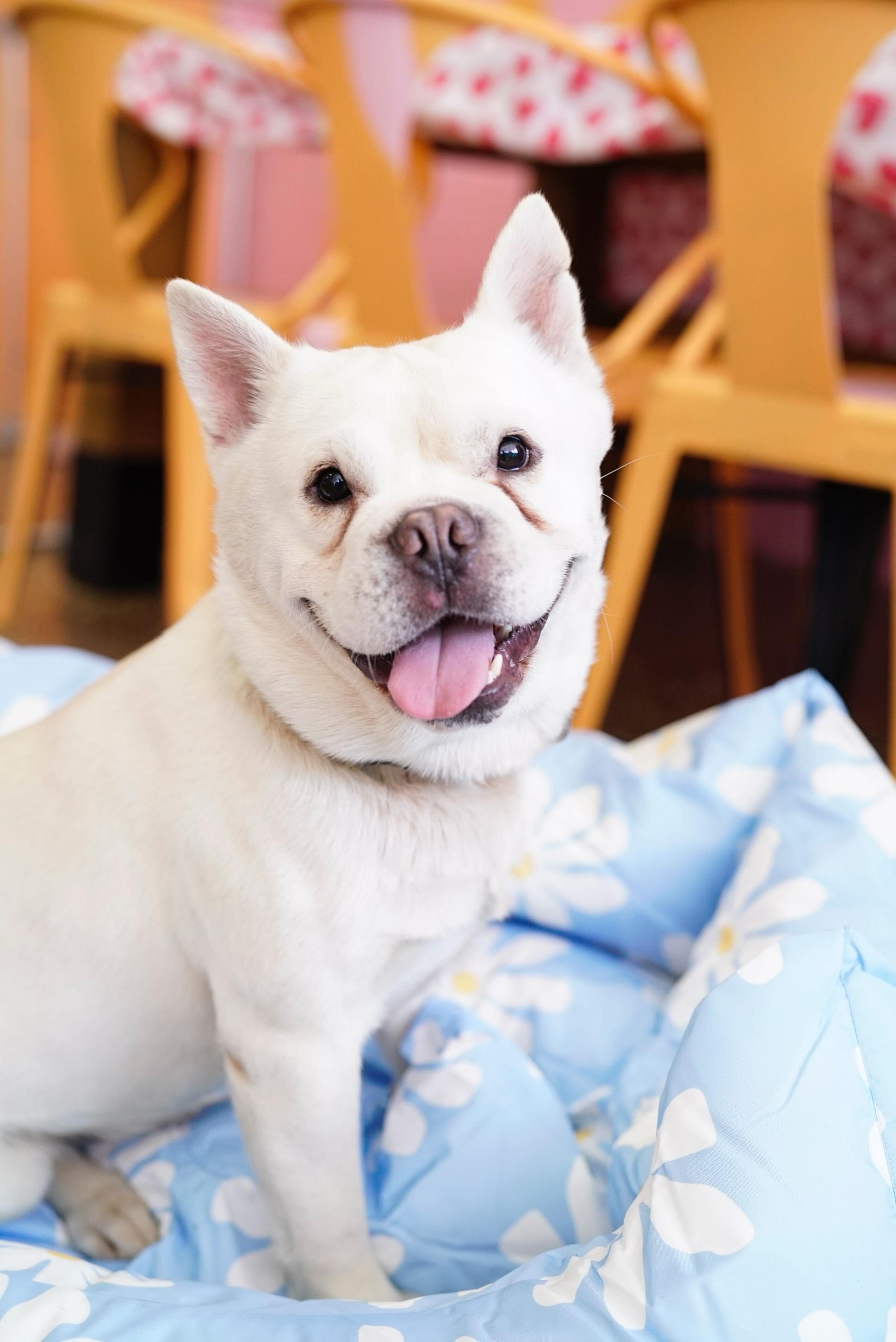 Elmer, a ADOPTABLE mixed breed in Pasadena, CA image 3/6