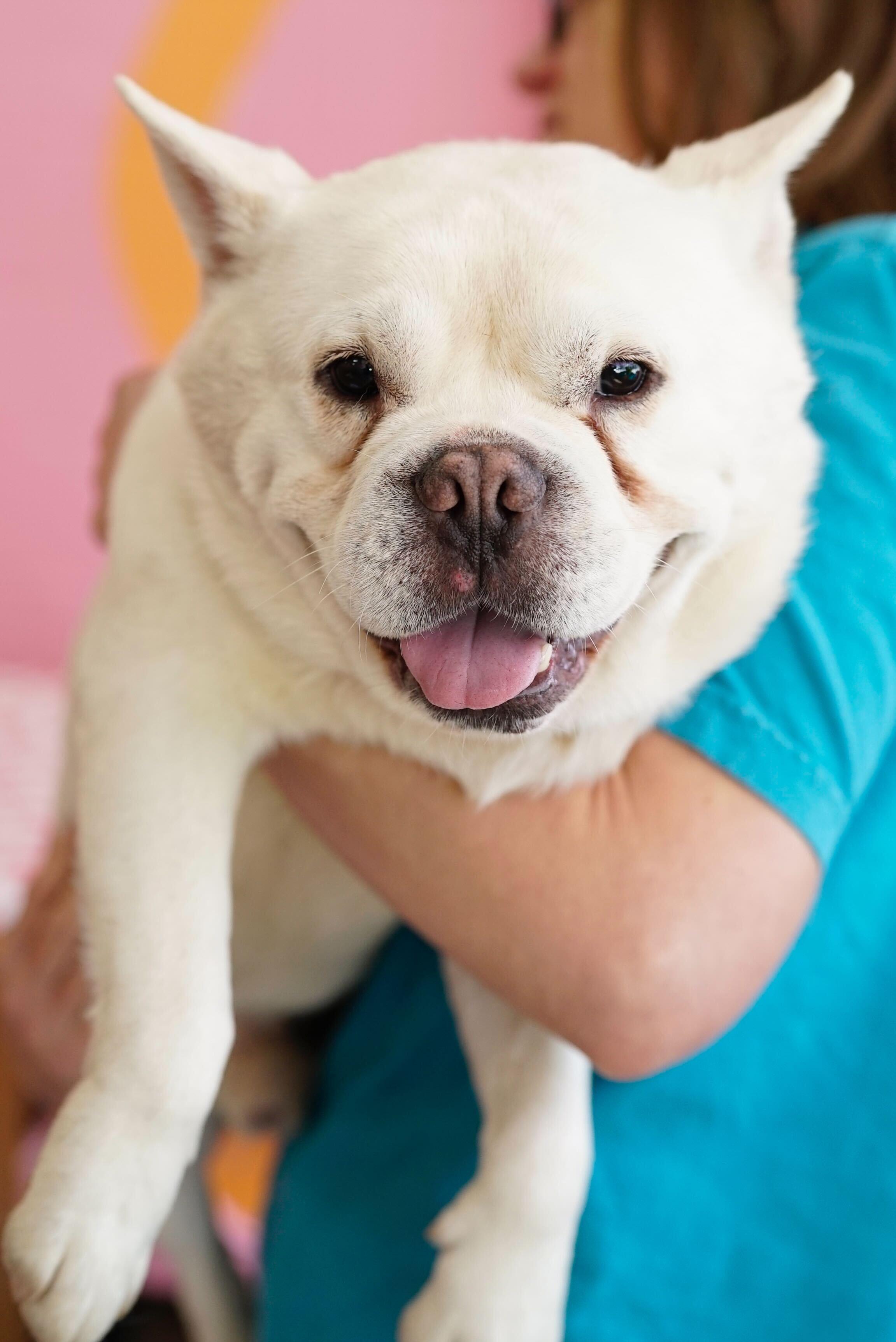 Elmer, a ADOPTABLE mixed breed in Pasadena, CA image 6/6
