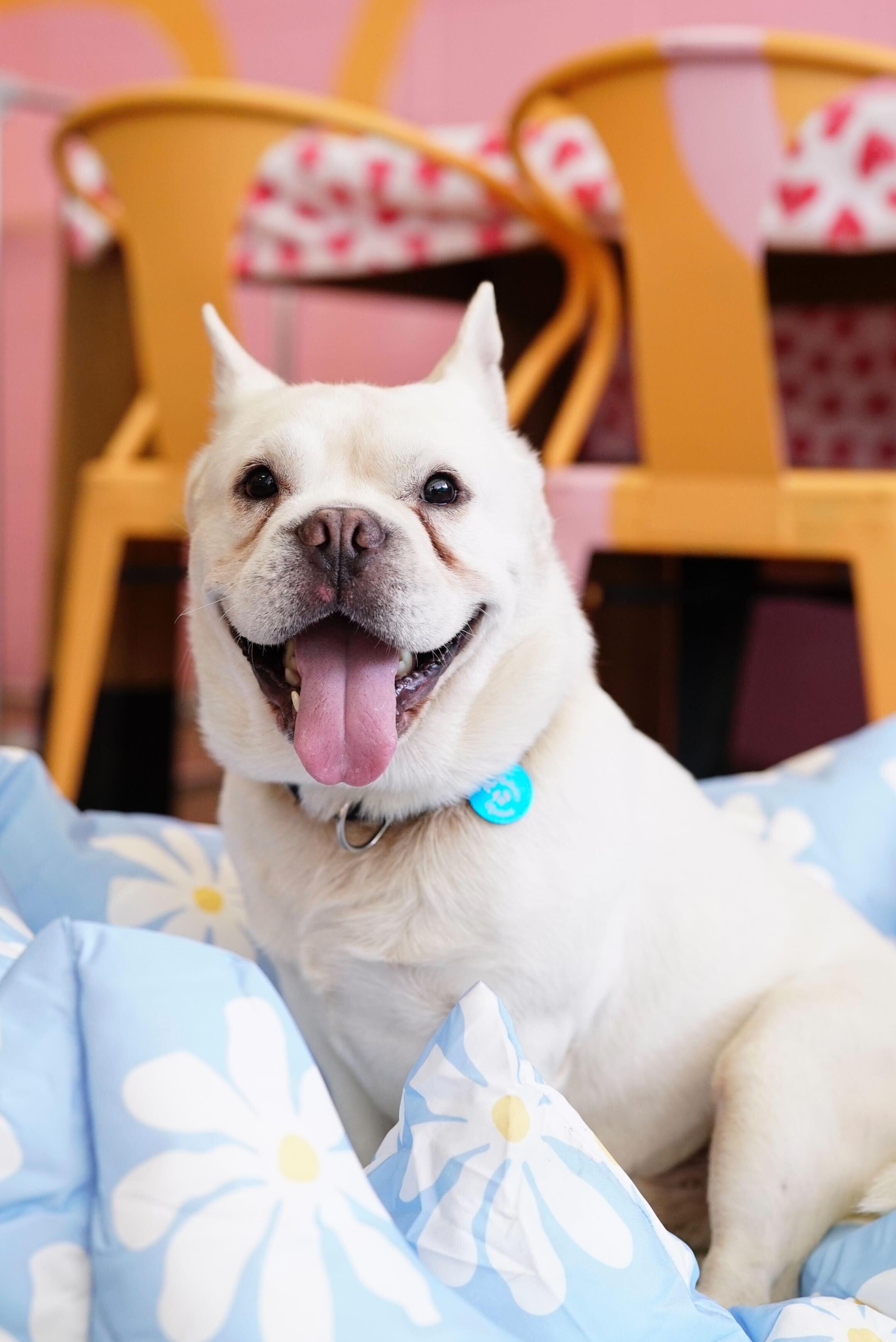 Elmer, ADOPTABLE, Adult Male Bulldog.