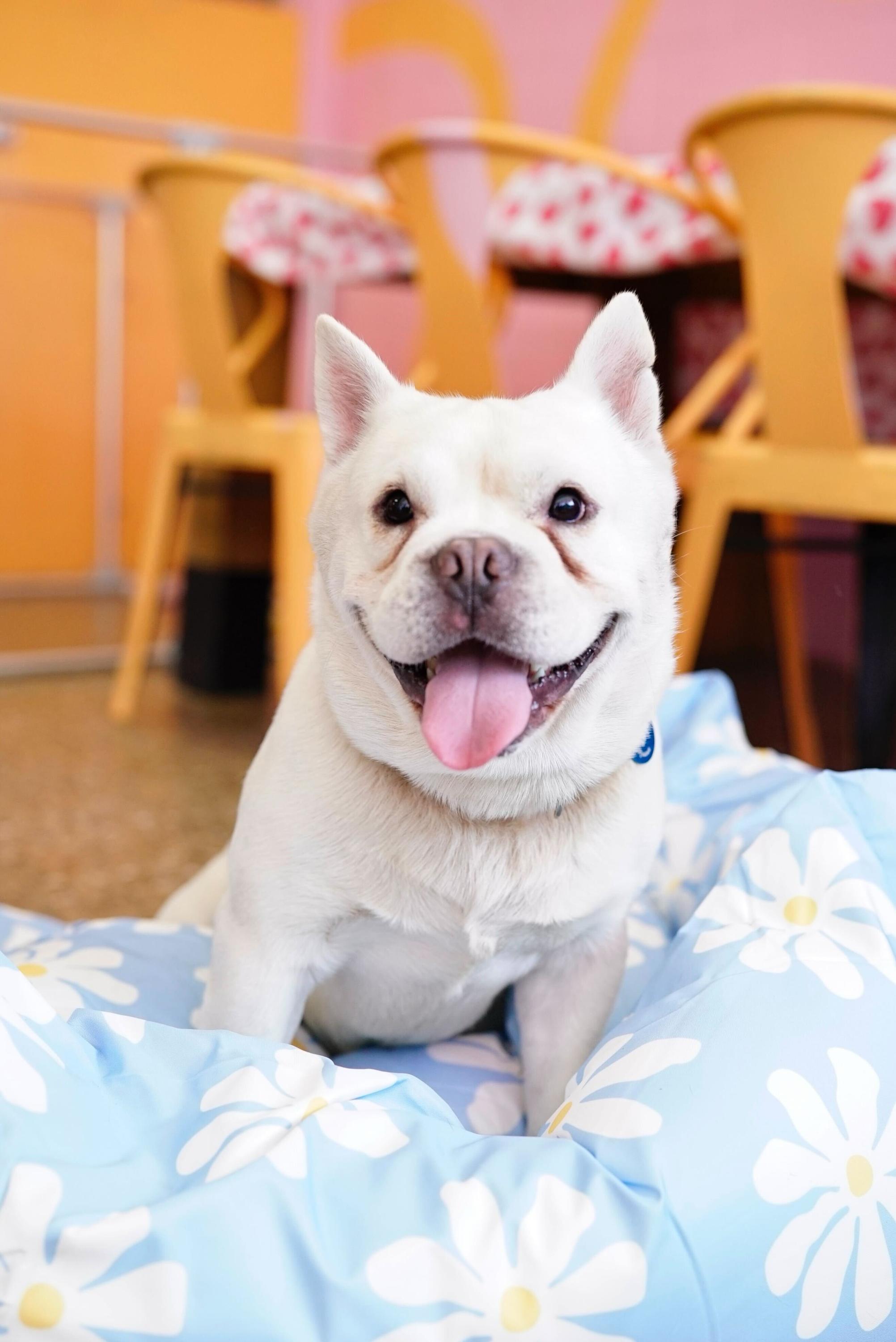 Elmer, a ADOPTABLE mixed breed in Pasadena, CA image 4/6