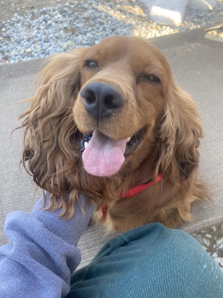 Enlarge Simba, a Adoptable Cocker Spaniel in Jamestown, CA image 1/6