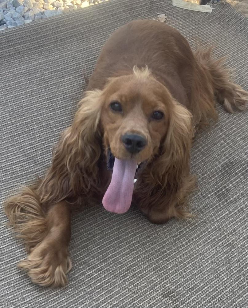 Enlarge Simba, a Adoptable Cocker Spaniel in Jamestown, CA image 2/6