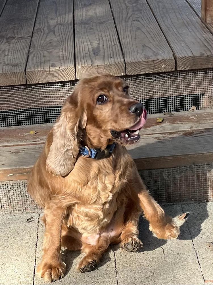 Enlarge Simba, a Adoptable Cocker Spaniel in Jamestown, CA image 3/6
