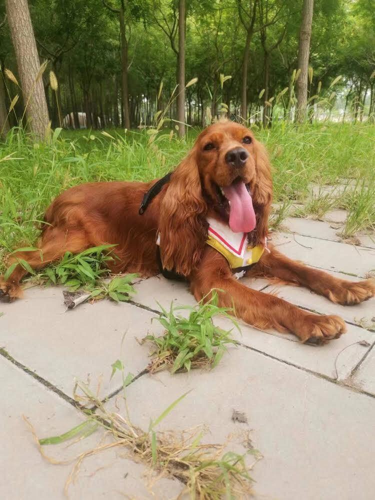 Enlarge Simba, a Adoptable Cocker Spaniel in Jamestown, CA image 4/6