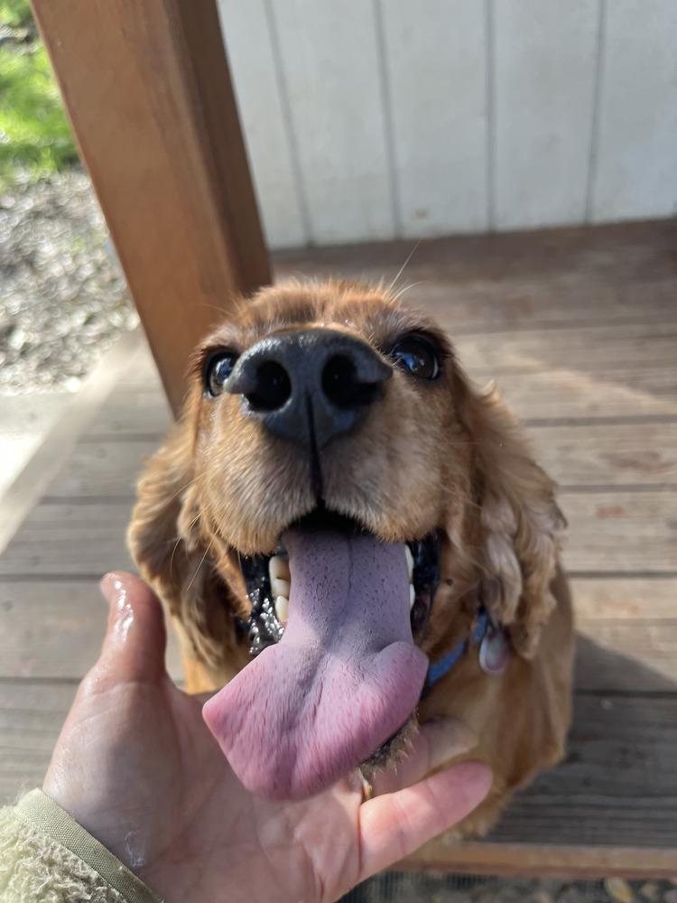 Enlarge Simba, a Adoptable Cocker Spaniel in Jamestown, CA image 5/6