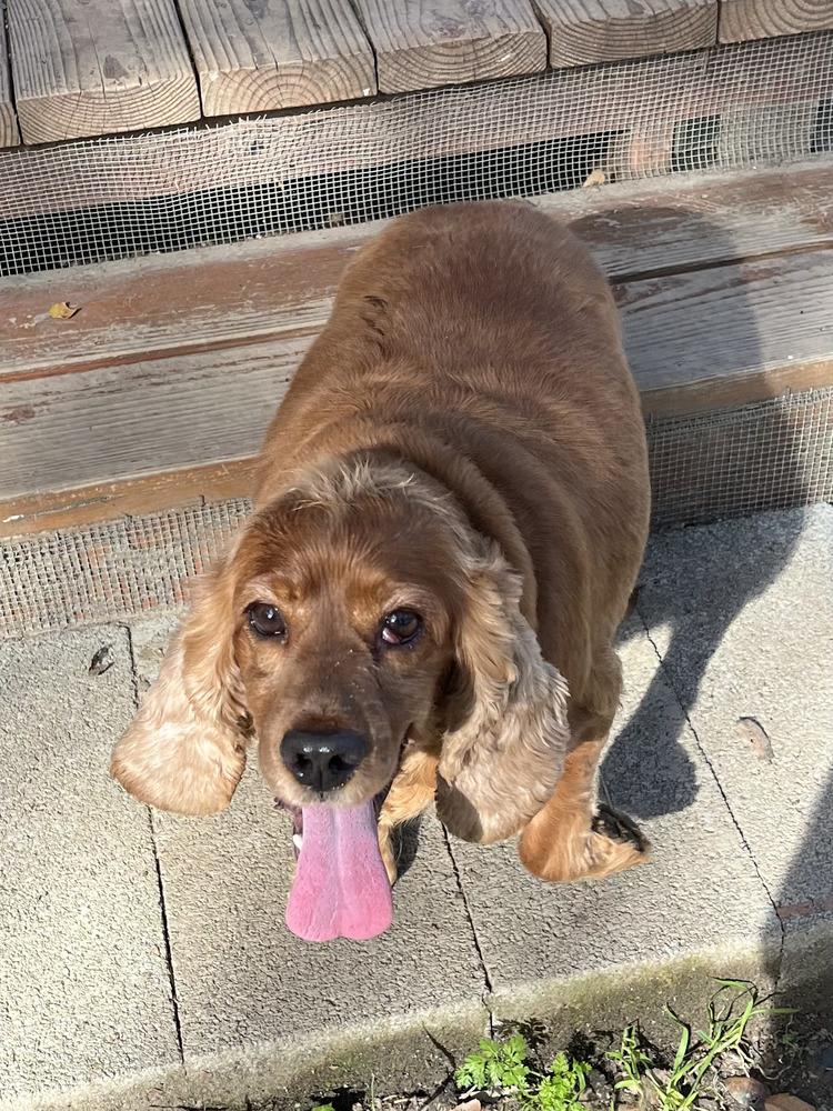 Enlarge Simba, a Adoptable Cocker Spaniel in Jamestown, CA image 6/6