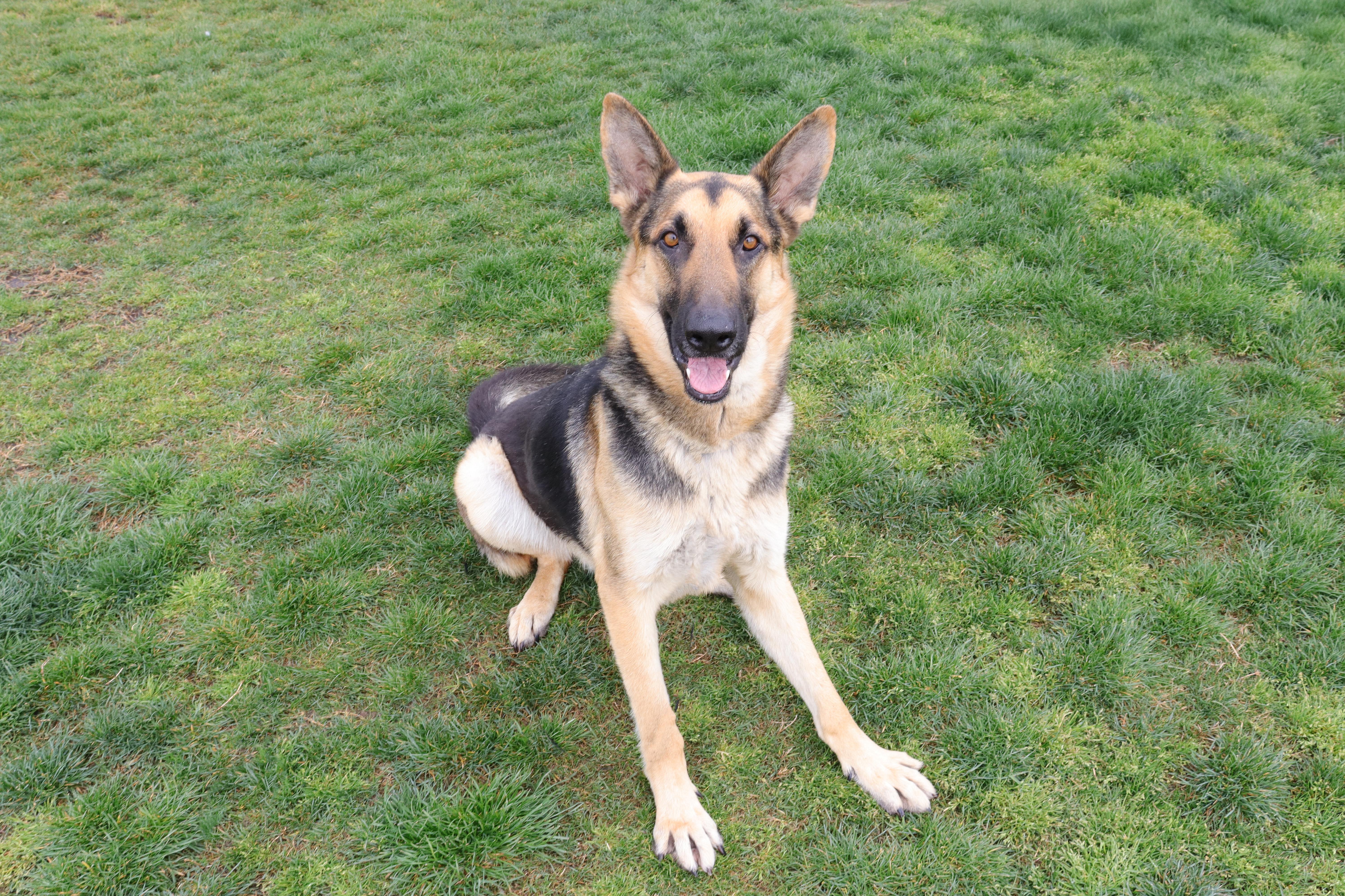 Enlarge Ned, an adoptable German Shepherd Dog in Clovis, CA image 4/4