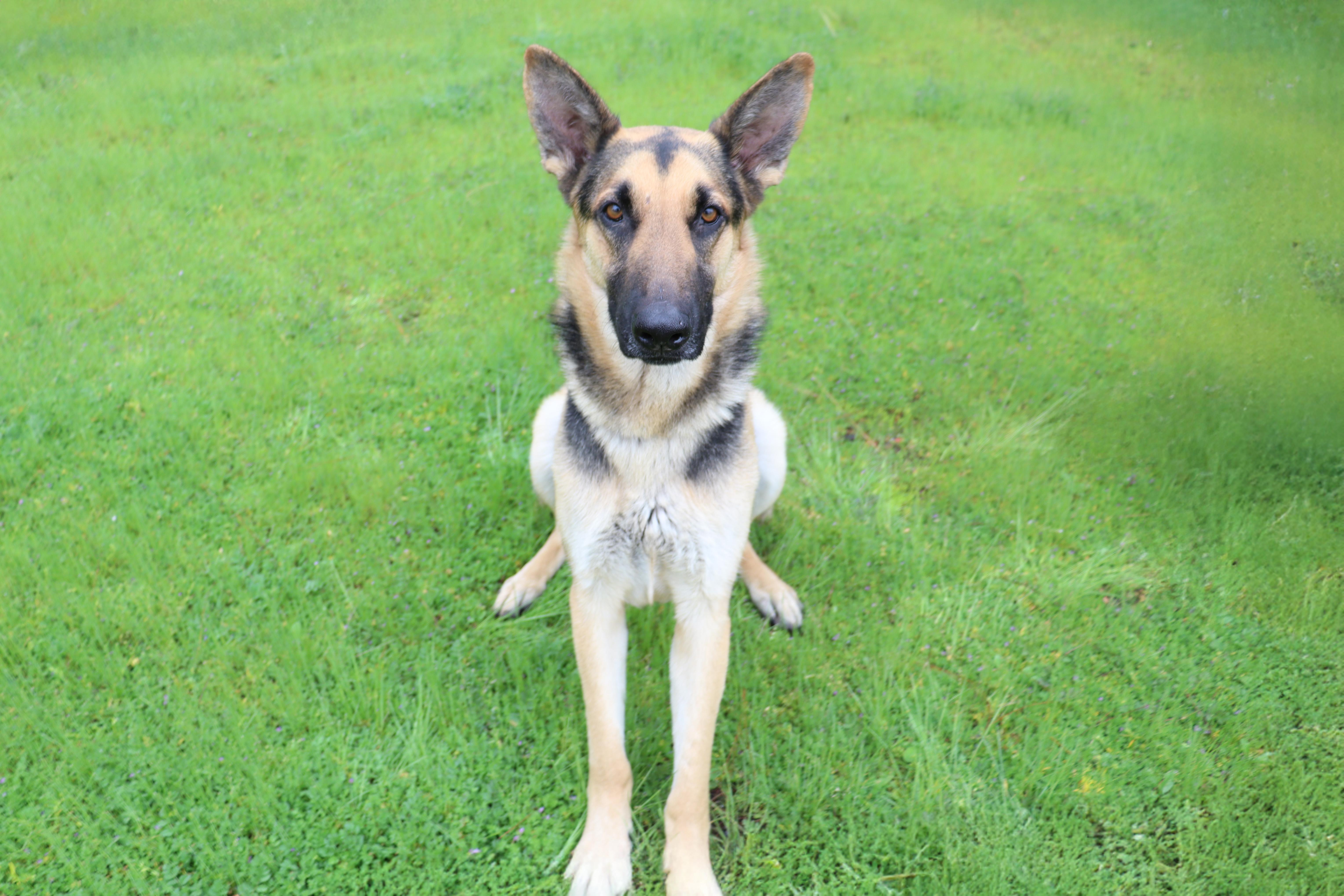 Enlarge Ned, an adoptable German Shepherd Dog in Clovis, CA image 2/4