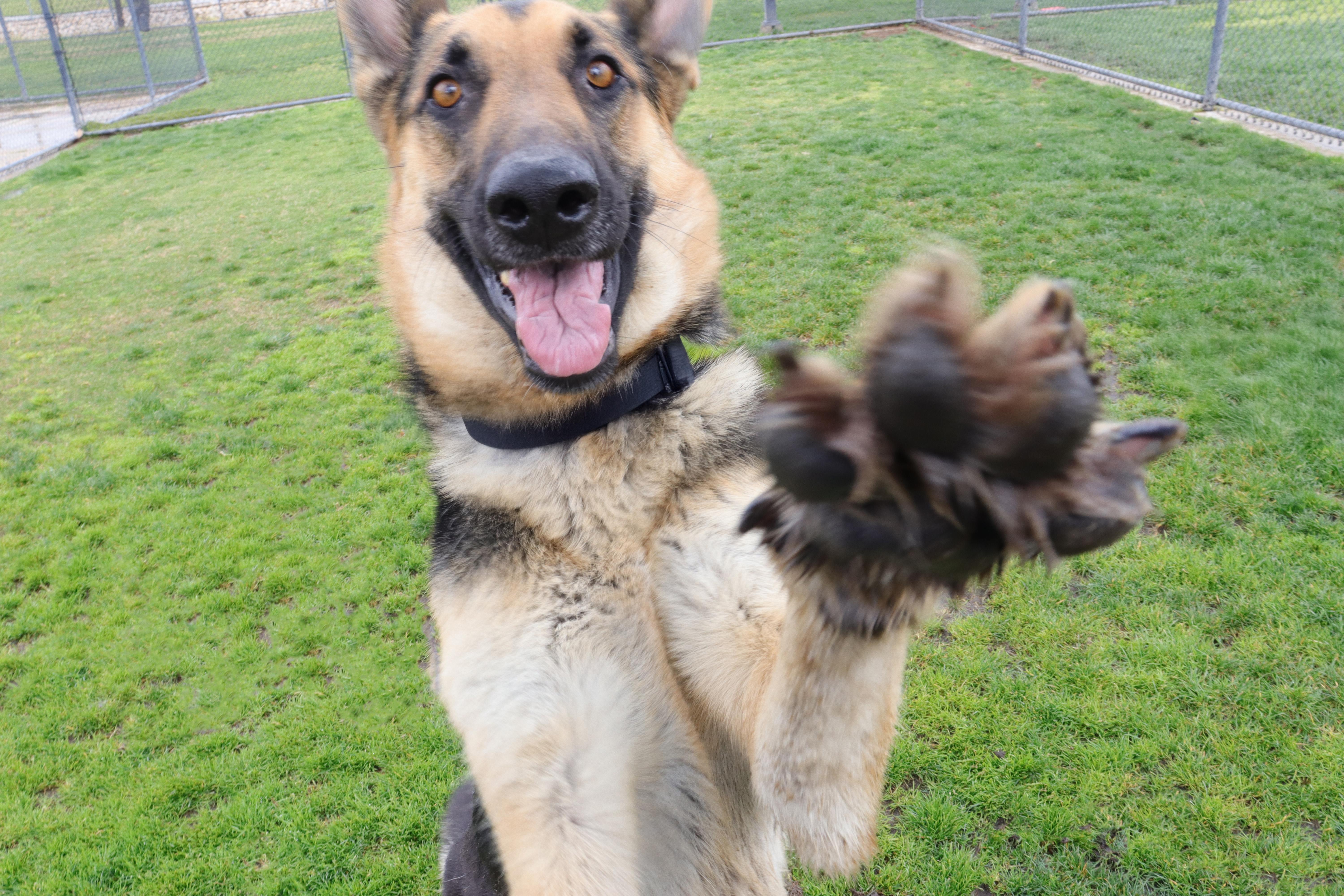 Enlarge Ned, an adoptable German Shepherd Dog in Clovis, CA image 3/4