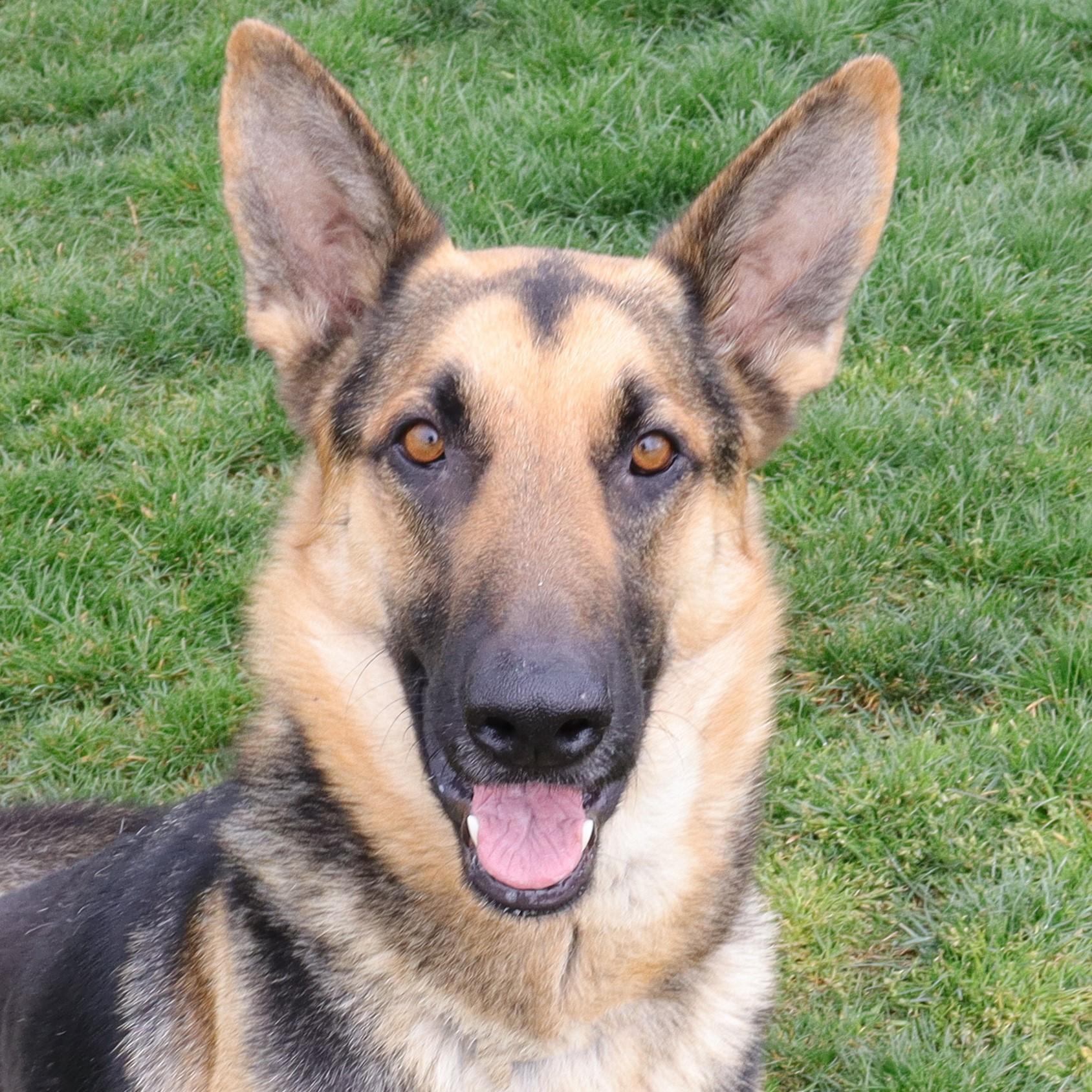 Ned, adoptable, Adult Male German Shepherd Dog.