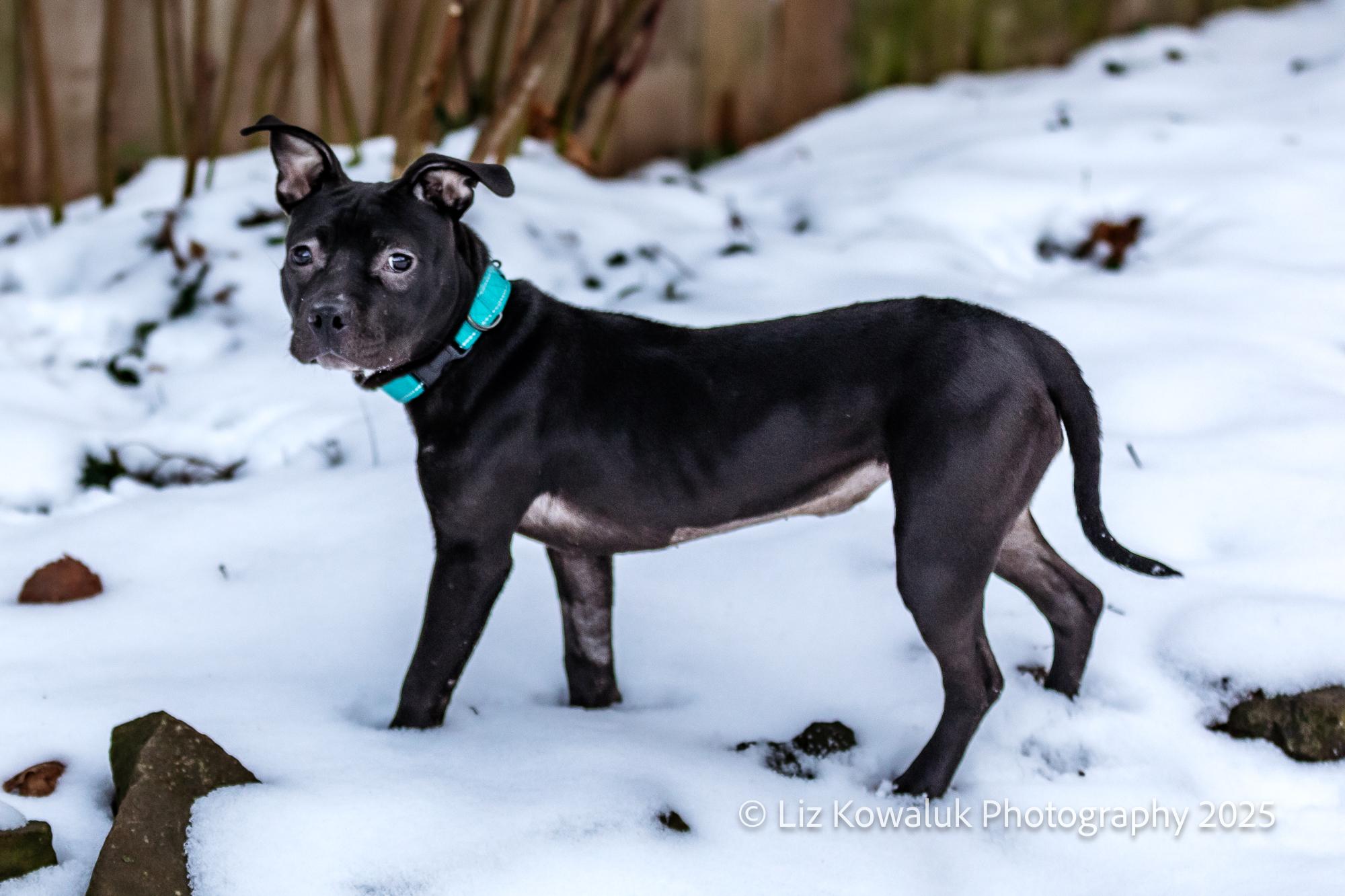 Enlarge Posey, a Adopted mixed breed in Rochester, NY image 2/6