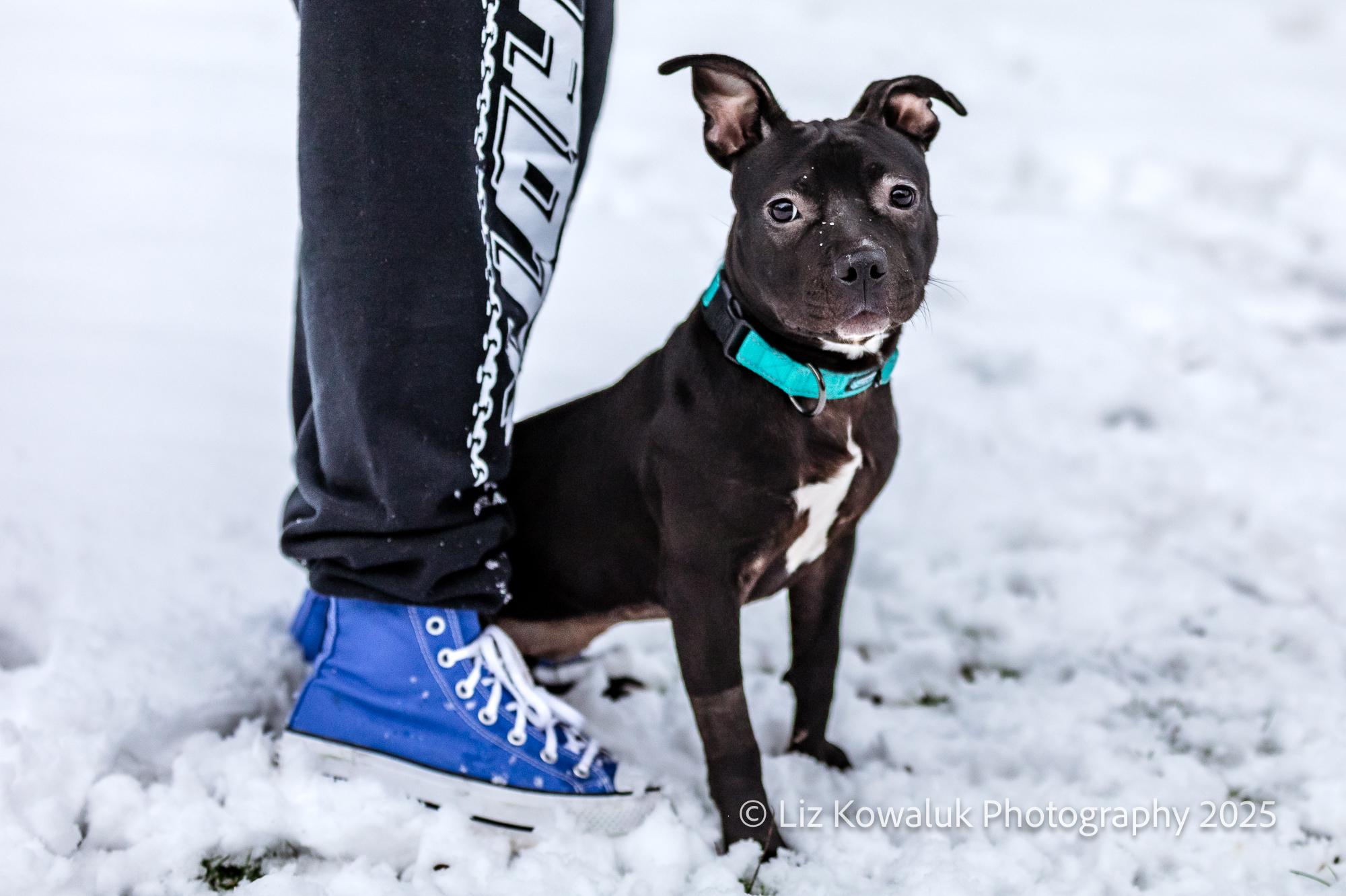 Enlarge Posey, a Adopted mixed breed in Rochester, NY image 3/6