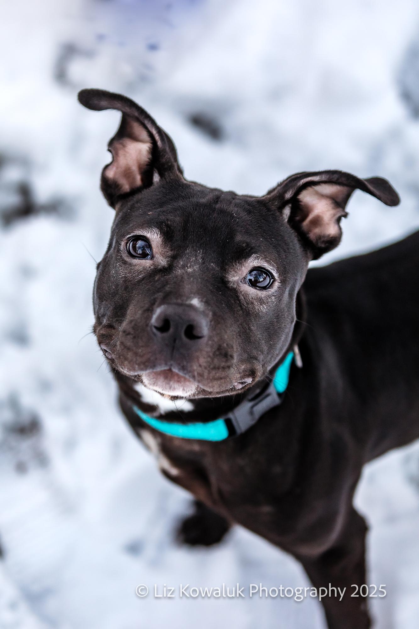 Enlarge Posey, a Adopted mixed breed in Rochester, NY image 4/6