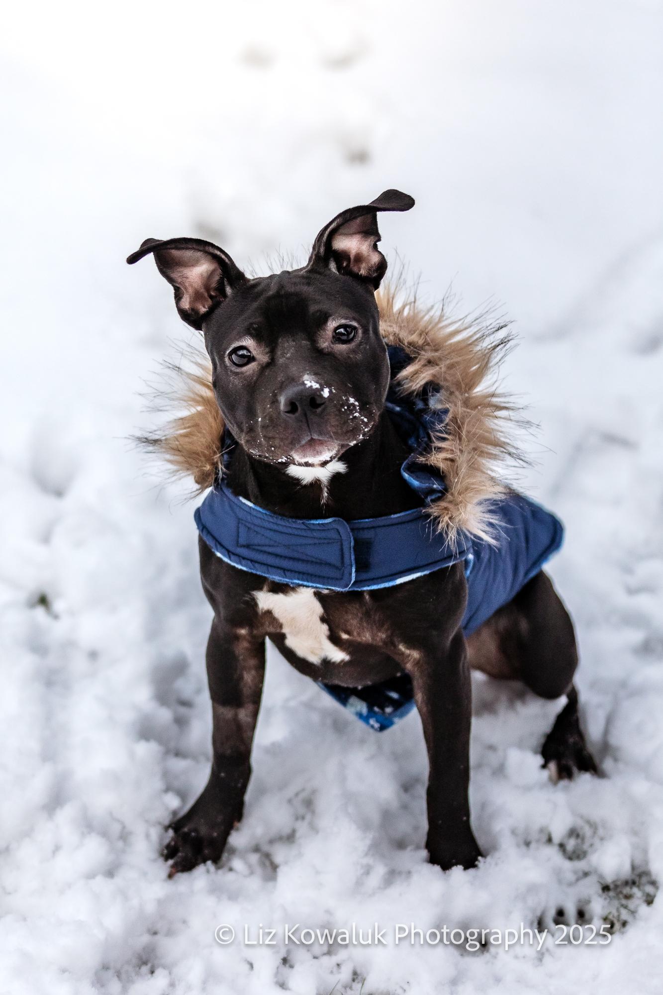 Posey, Adopted, Young Female Mixed Breed.