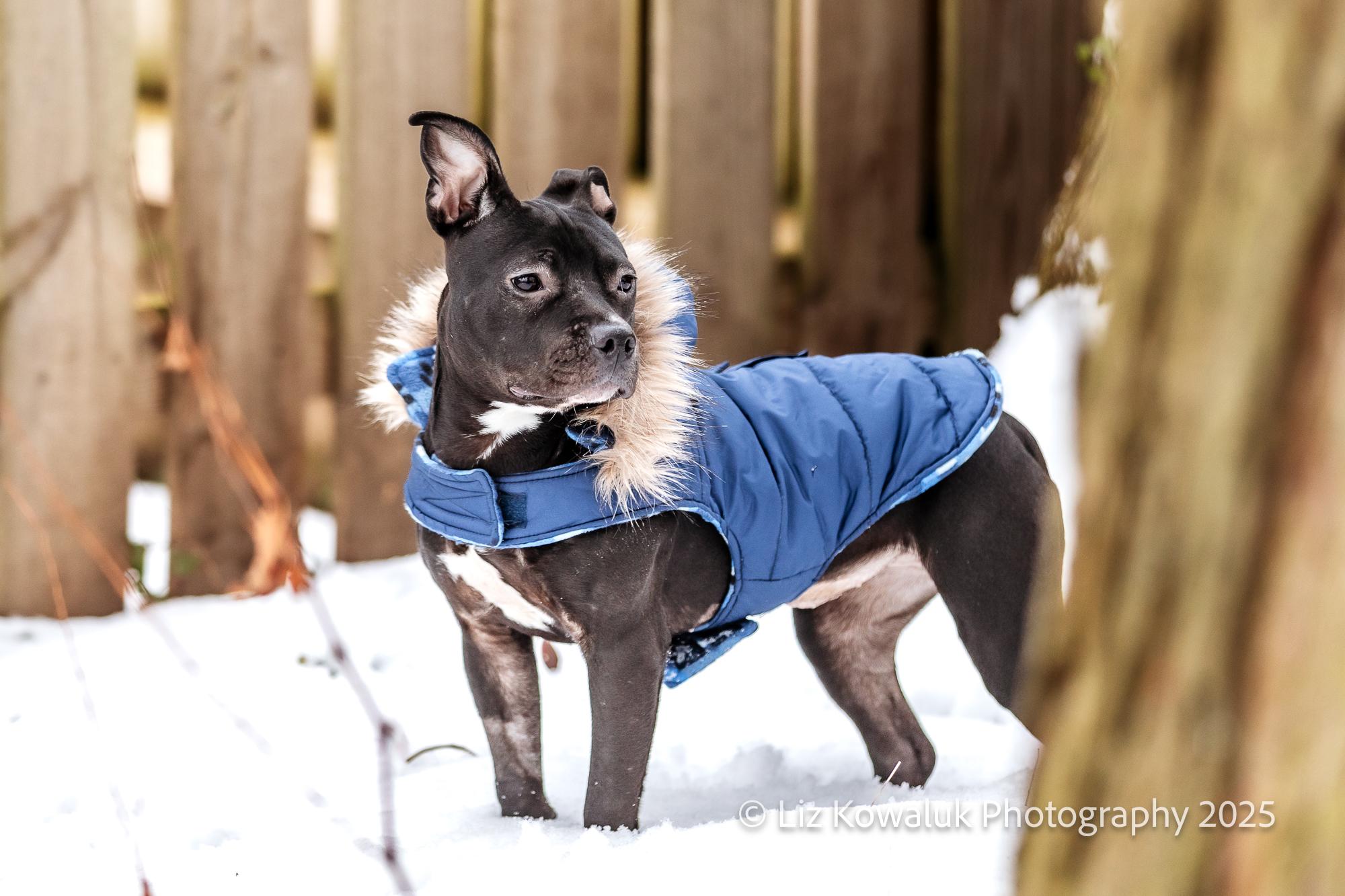 Enlarge Posey, a Adopted mixed breed in Rochester, NY image 5/6