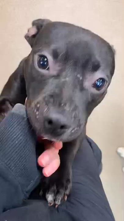 Enlarge Posey, a Adopted mixed breed in Rochester, NY video 6/6