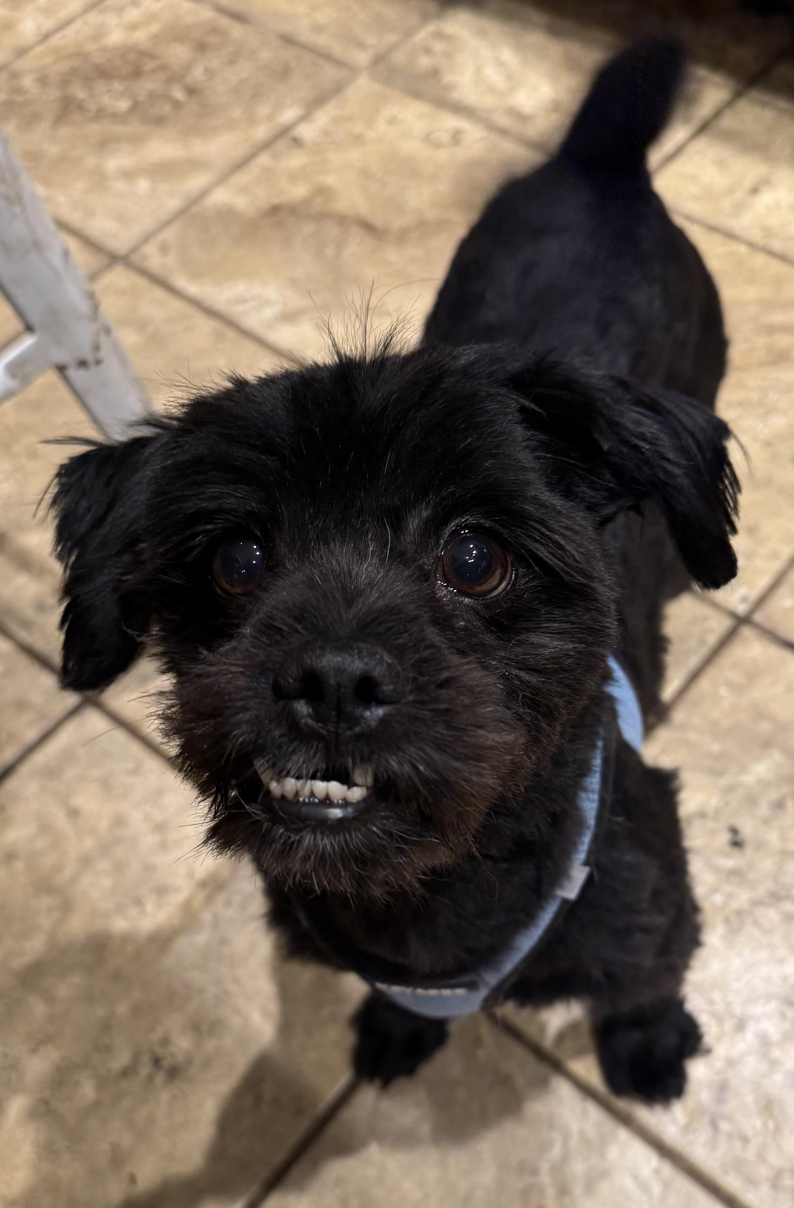 Enlarge Leo, an adopted mixed breed in Delmar, NY image 2/3