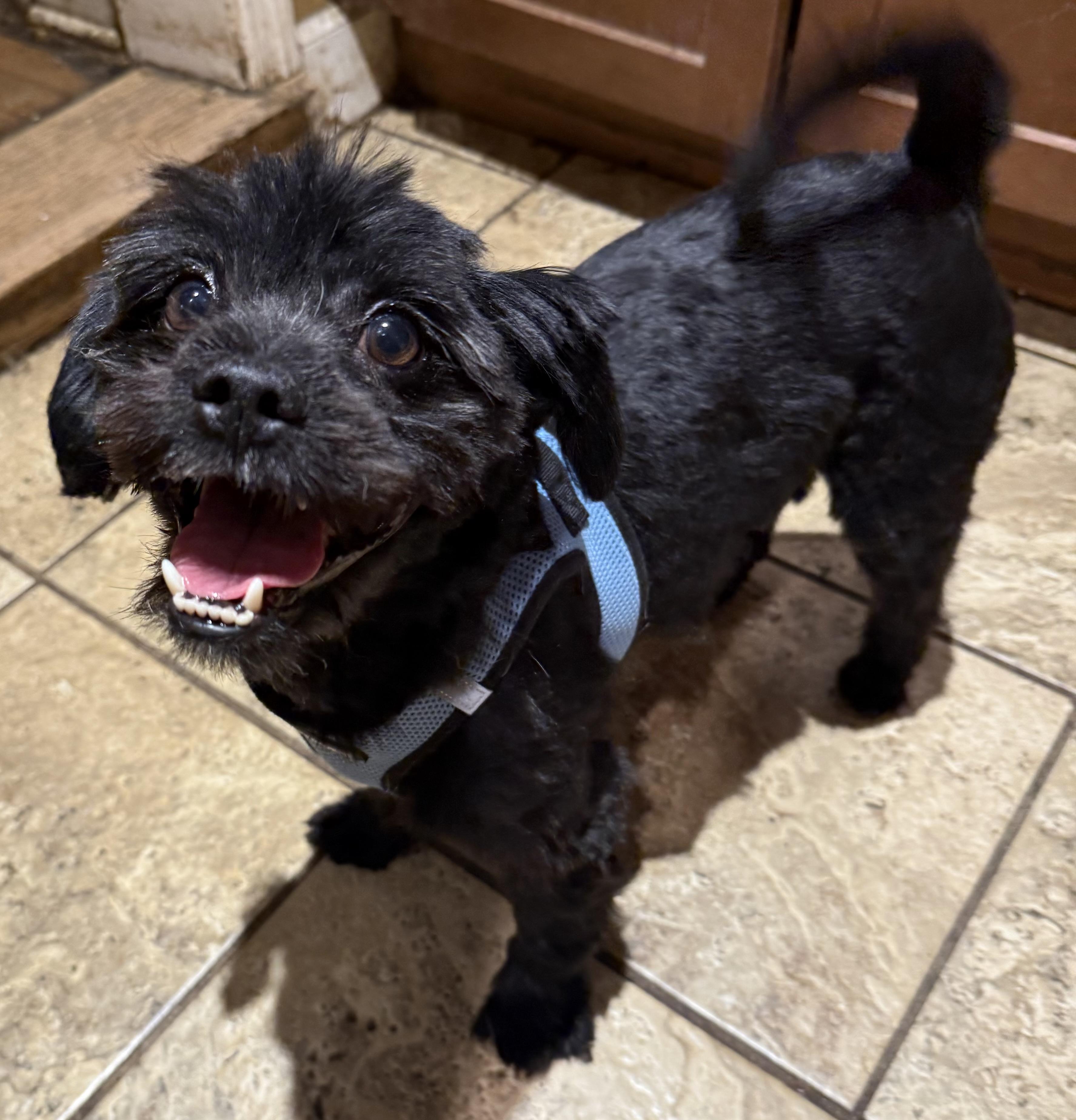 Leo, adopted, Adult Male Yorkshire Terrier & Pomeranian.