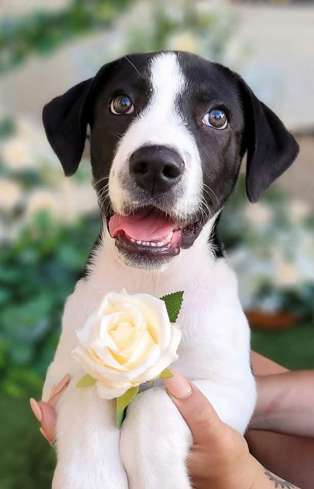 Enlarge Hilary, a Adoptable mixed breed in Eugene, OR image 4/6