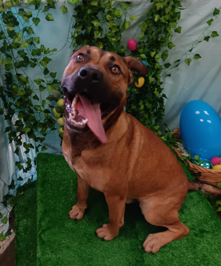 Enlarge John Wayne, a Adoptable mixed breed in Bryant, AR image 1/6