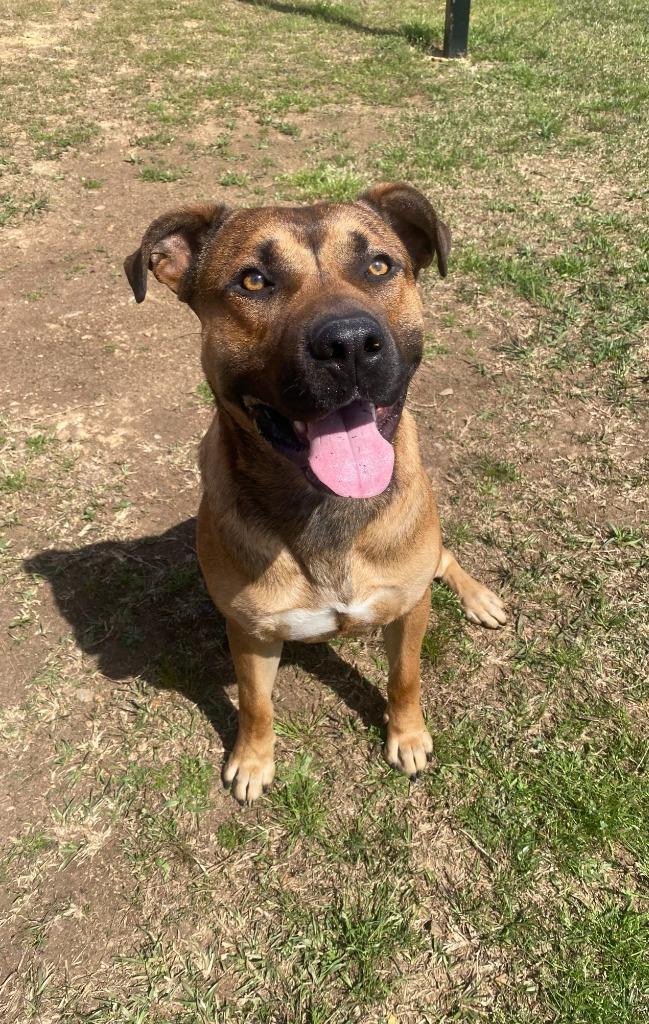 Enlarge John Wayne, a Adoptable mixed breed in Bryant, AR image 2/6